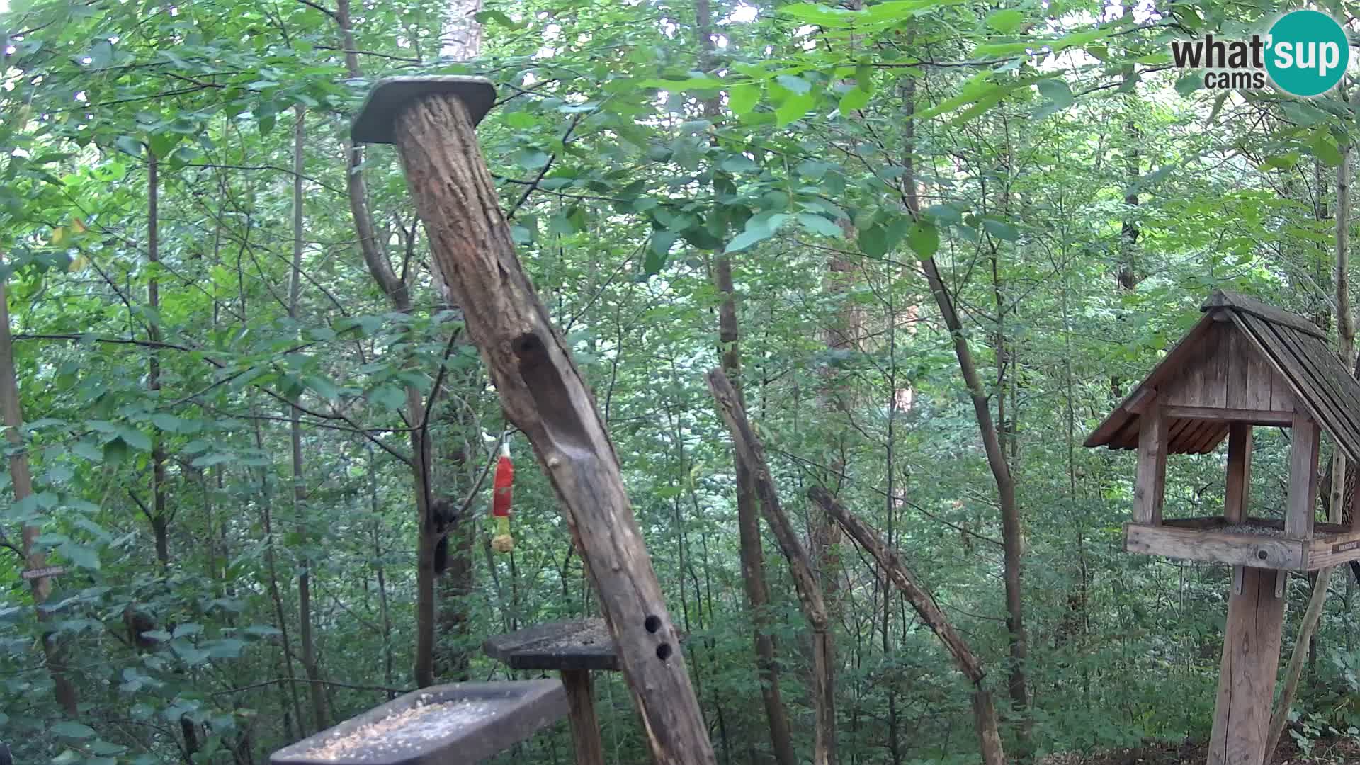 Mangeoires pour oiseaux au ZOO live webcam Ljubljana