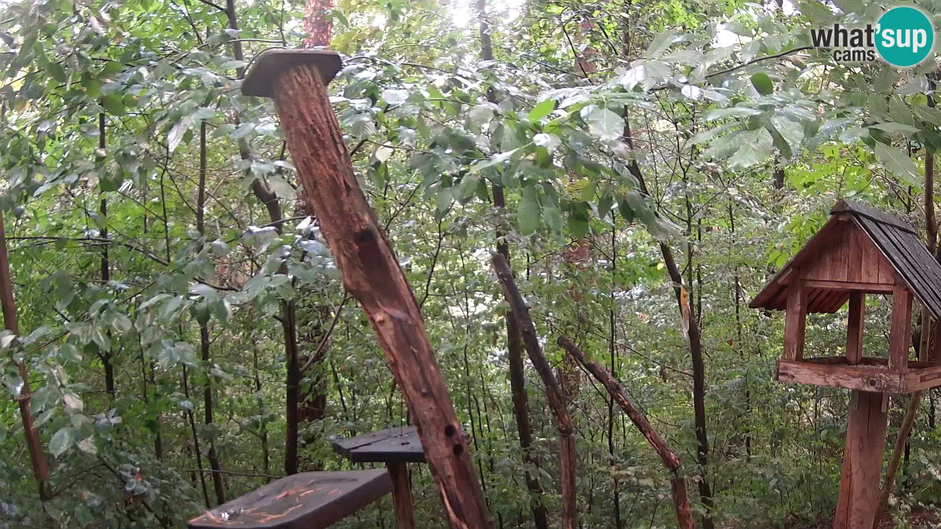 Bird feeders at ZOO Ljubljana webcam