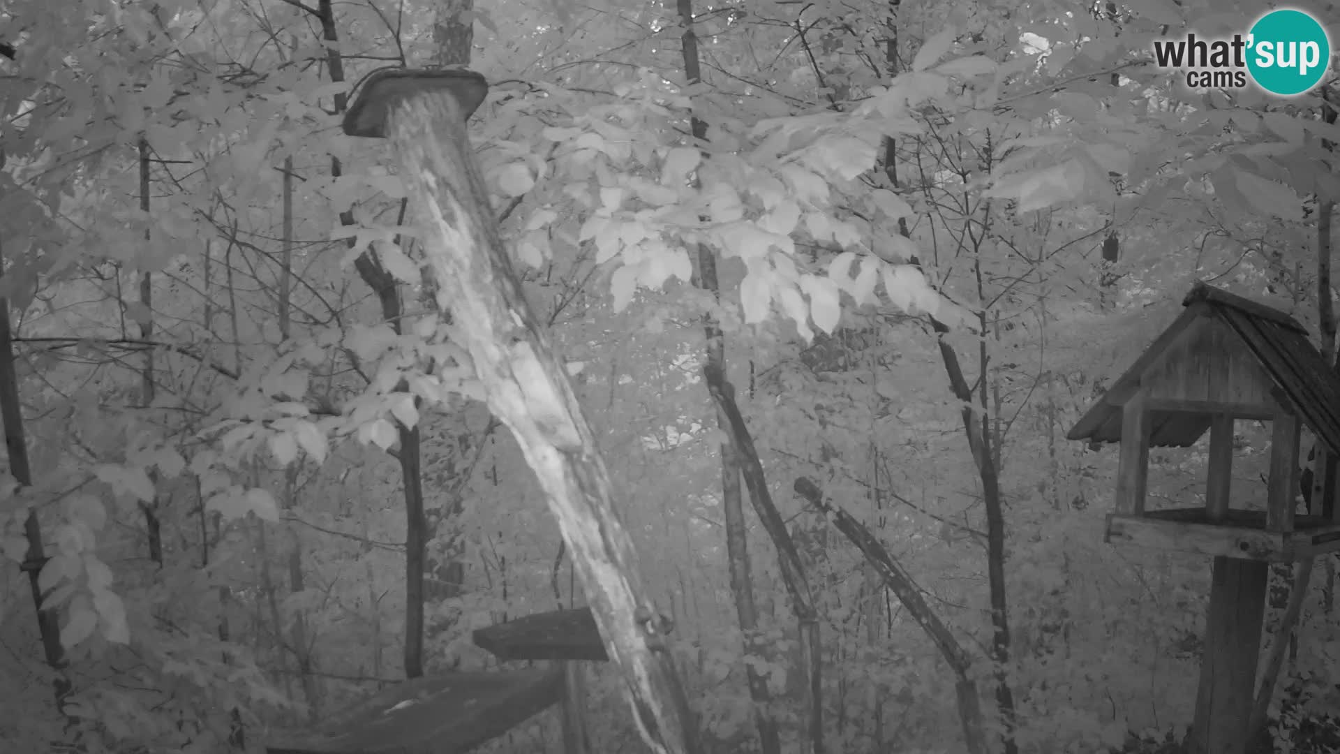 Mangiatoie per uccelli allo ZOO di Lubiana livecam