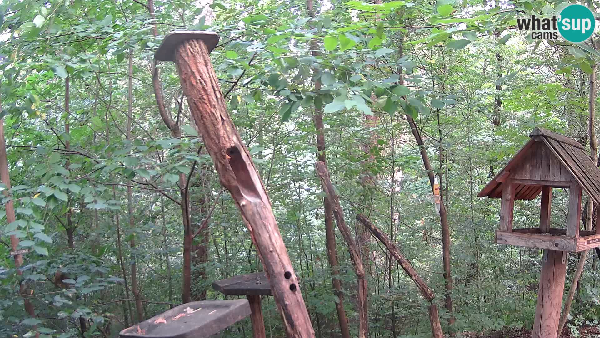 Hranilice za ptice u ZOO web kamera Ljubljana