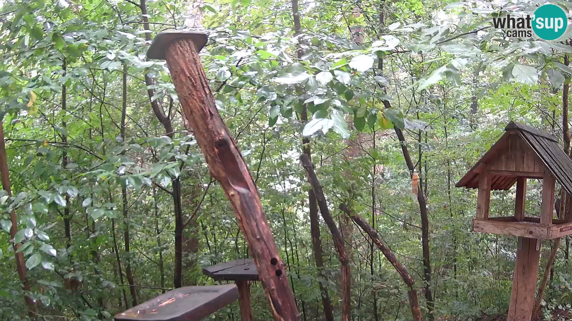 Comederos para pájaros en ZOO Ljubljana camera en vivo