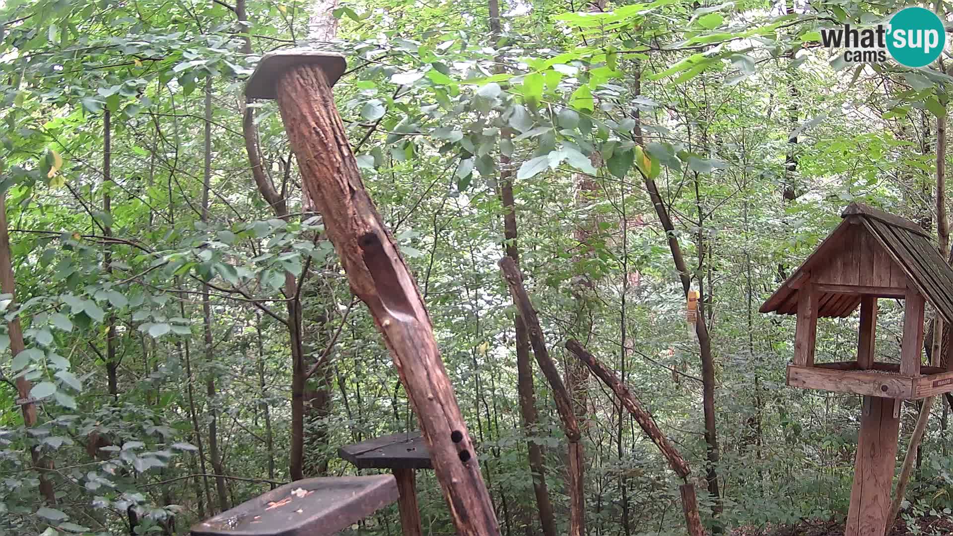 Mangiatoie per uccelli allo ZOO di Lubiana livecam