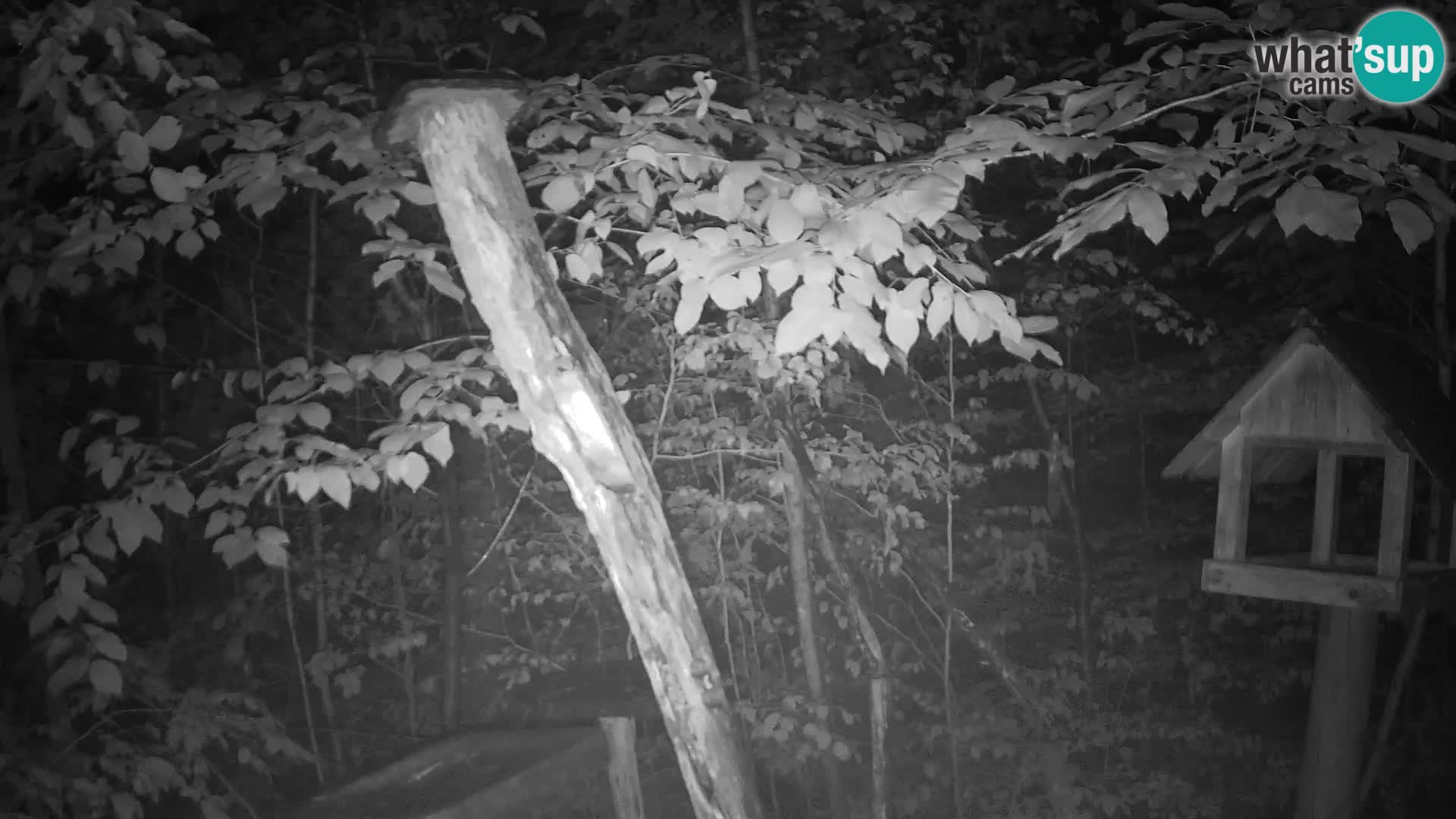 Mangeoires pour oiseaux au ZOO live webcam Ljubljana