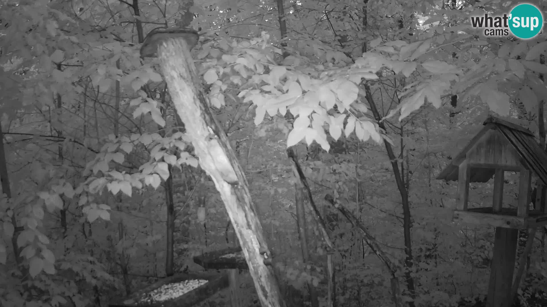 Krmilnice za ptiče v ZOO Ljubljana spletna kamera