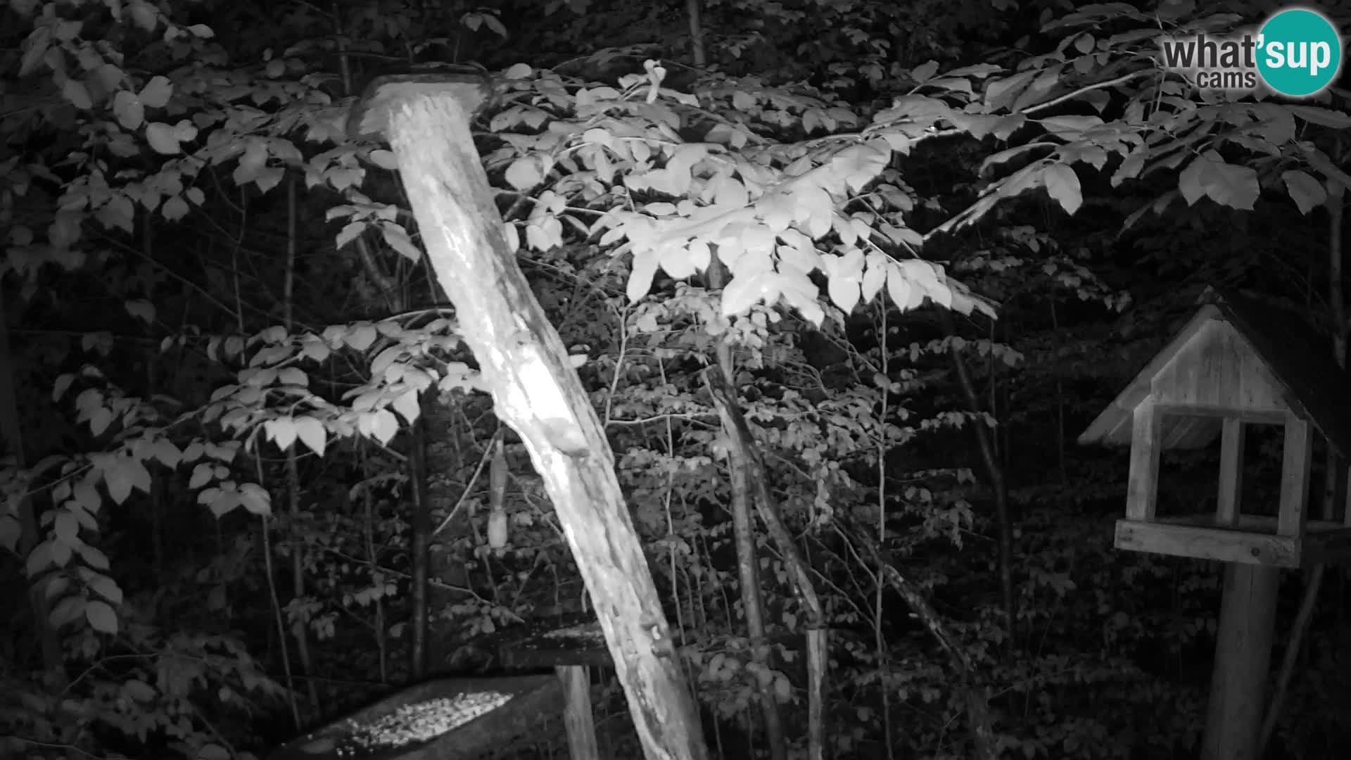 Bird feeders at ZOO Ljubljana webcam