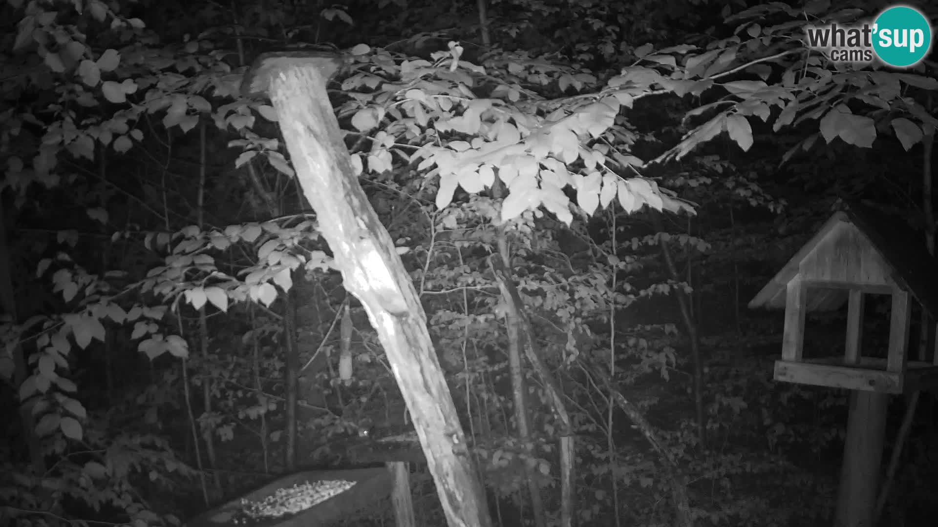 Bird feeders at ZOO Ljubljana webcam