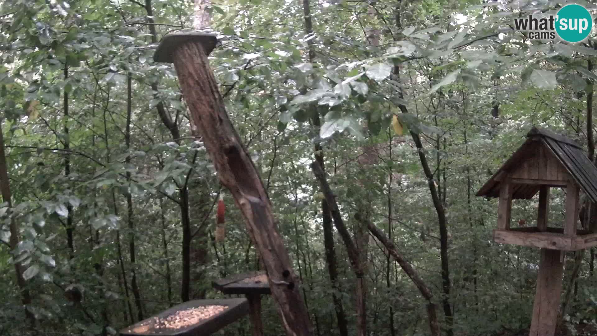 Bird feeders at ZOO Ljubljana webcam