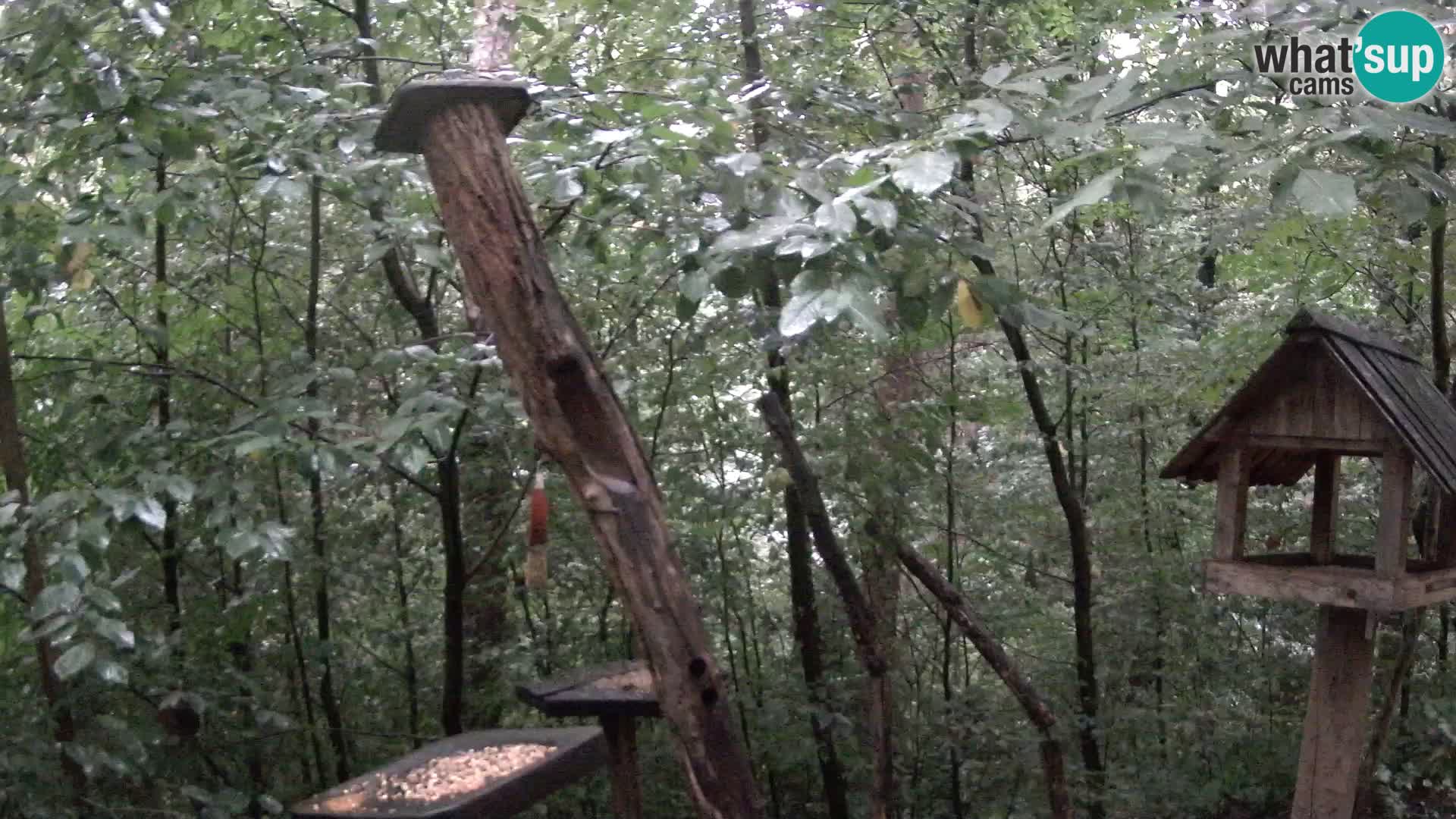 Bird feeders at ZOO Ljubljana webcam