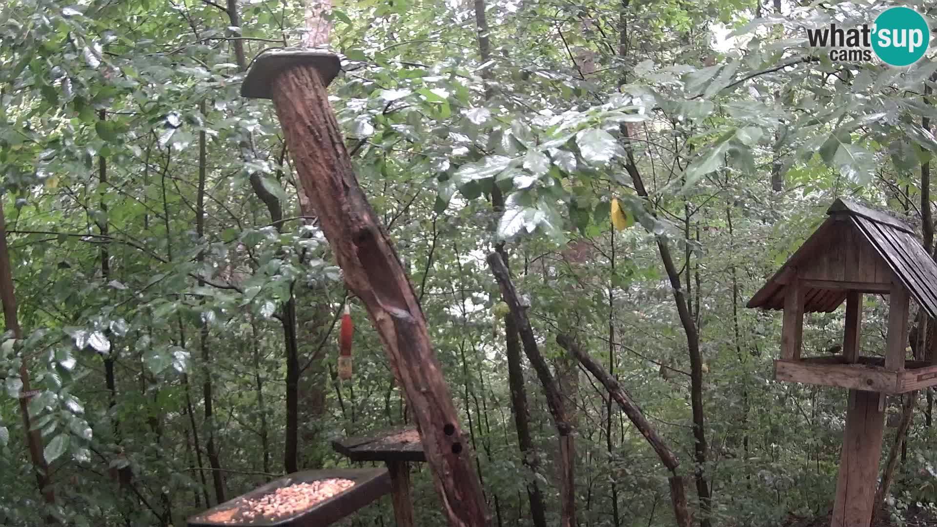 Bird feeders at ZOO Ljubljana webcam