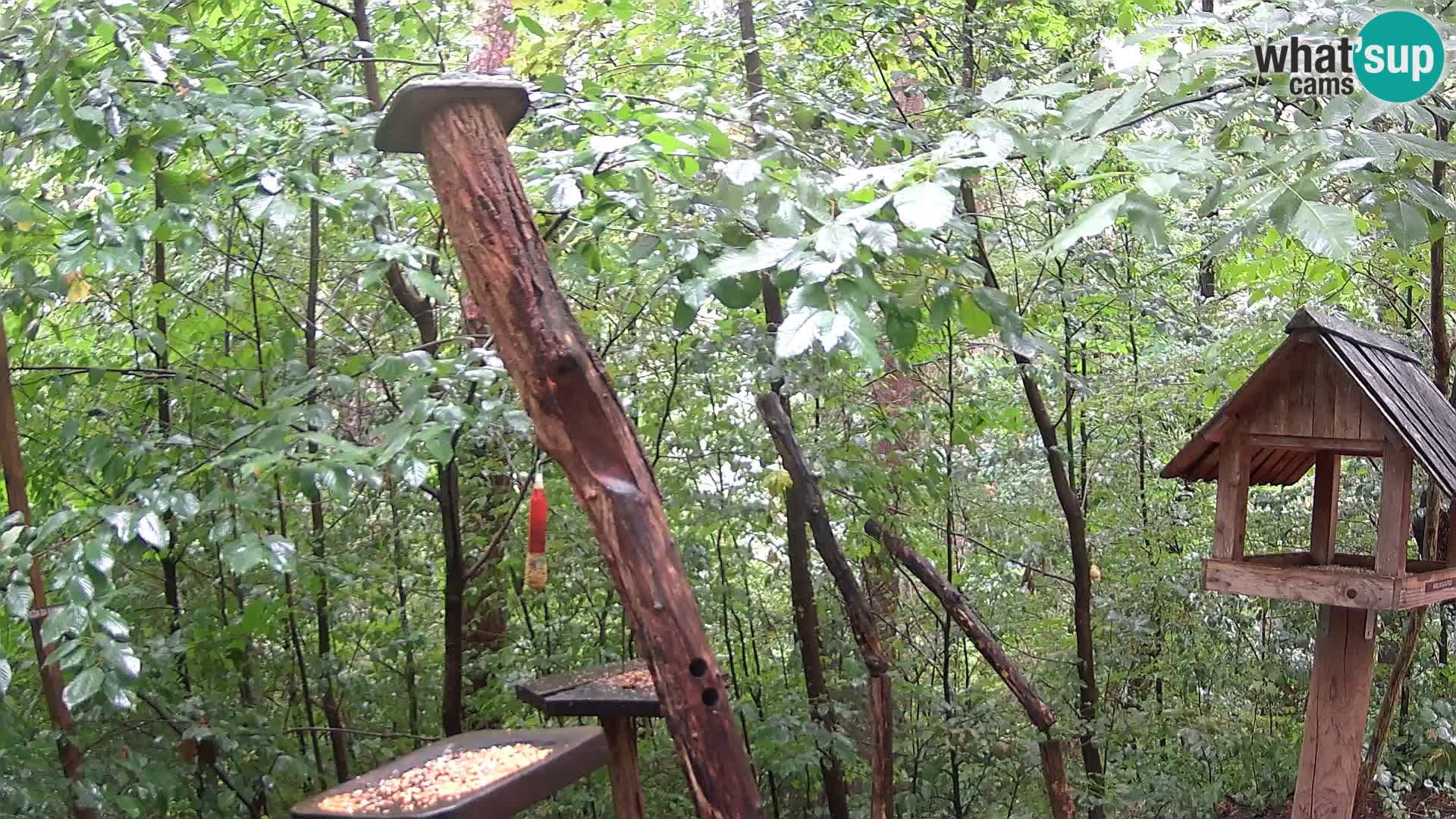 Bird feeders at ZOO Ljubljana webcam