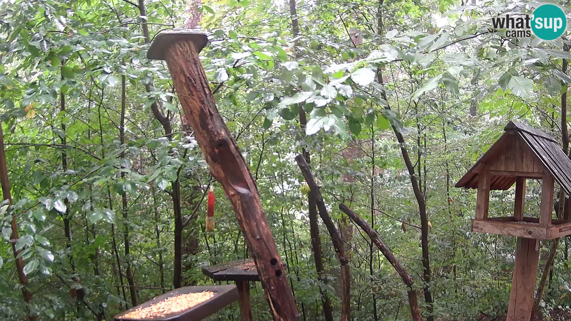 Bird feeders at ZOO Ljubljana webcam