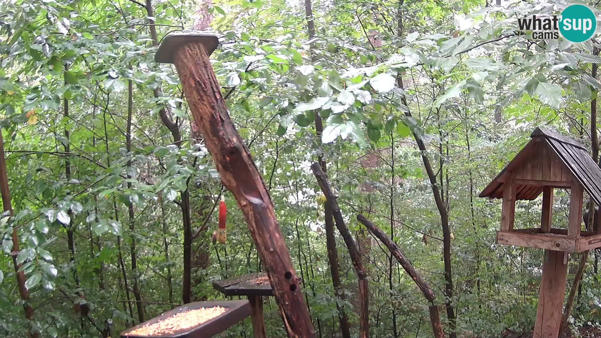 Bird feeders at ZOO Ljubljana webcam
