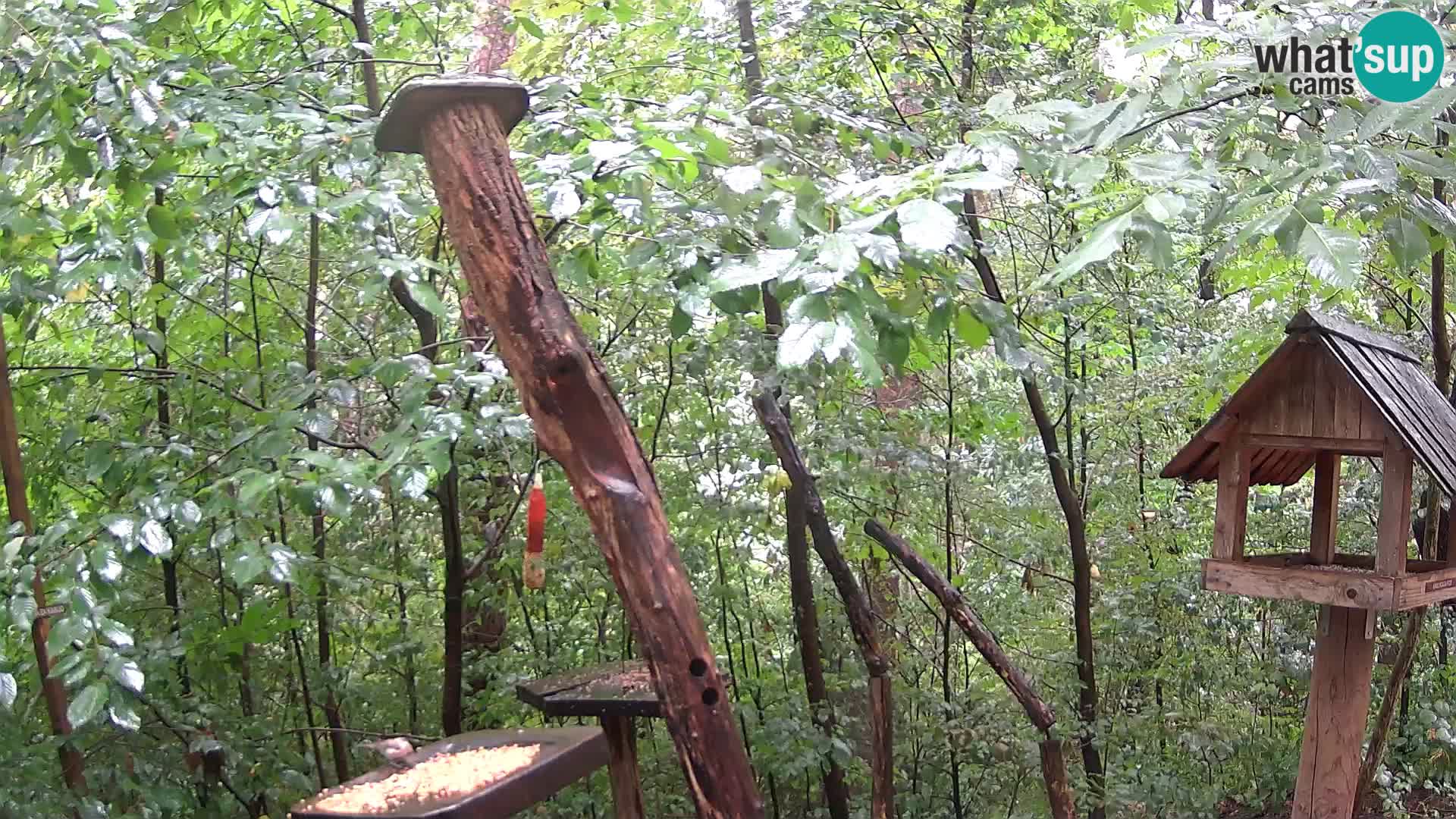 Bird feeders at ZOO Ljubljana webcam