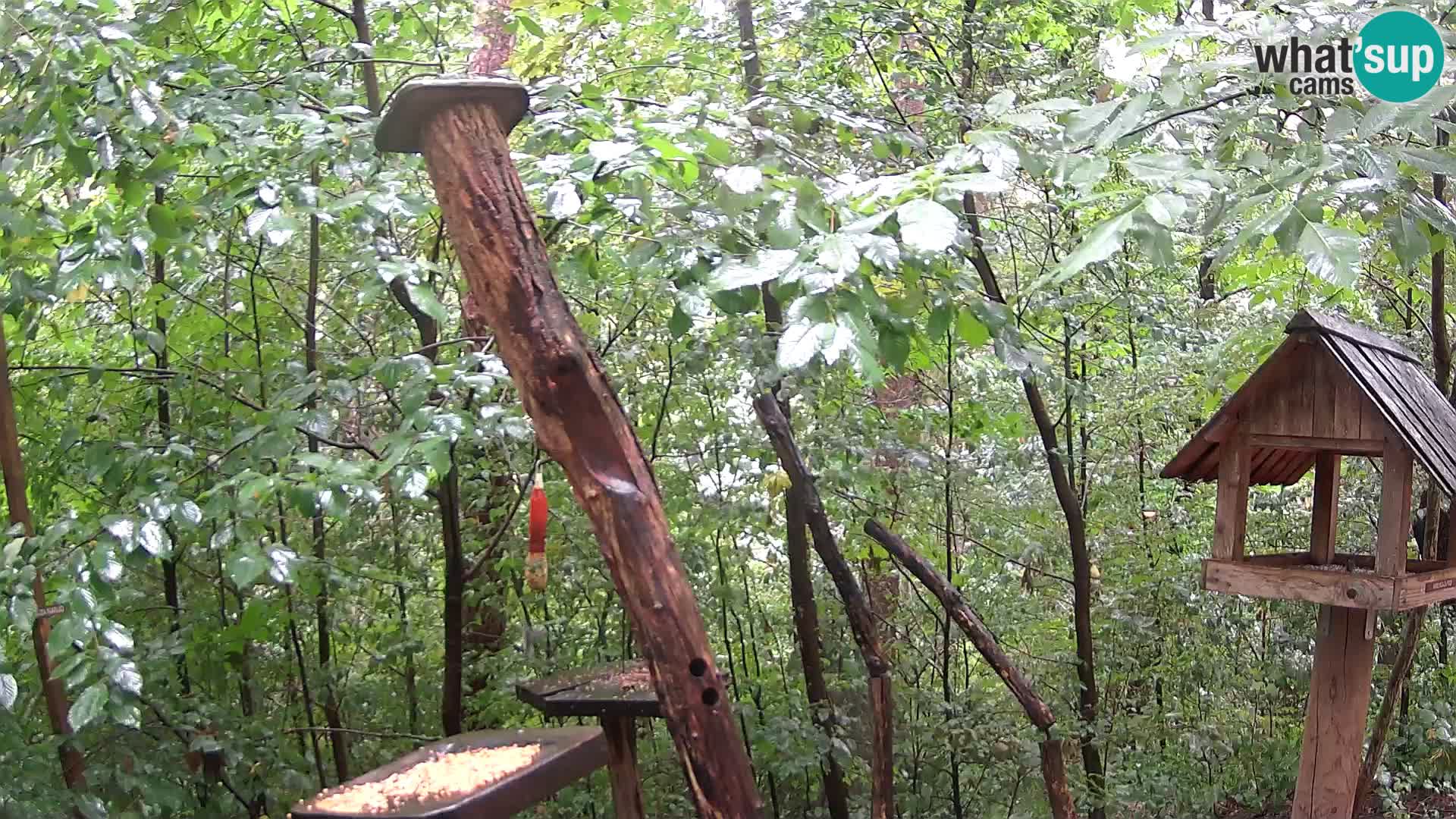 Mangiatoie per uccelli allo ZOO di Lubiana livecam