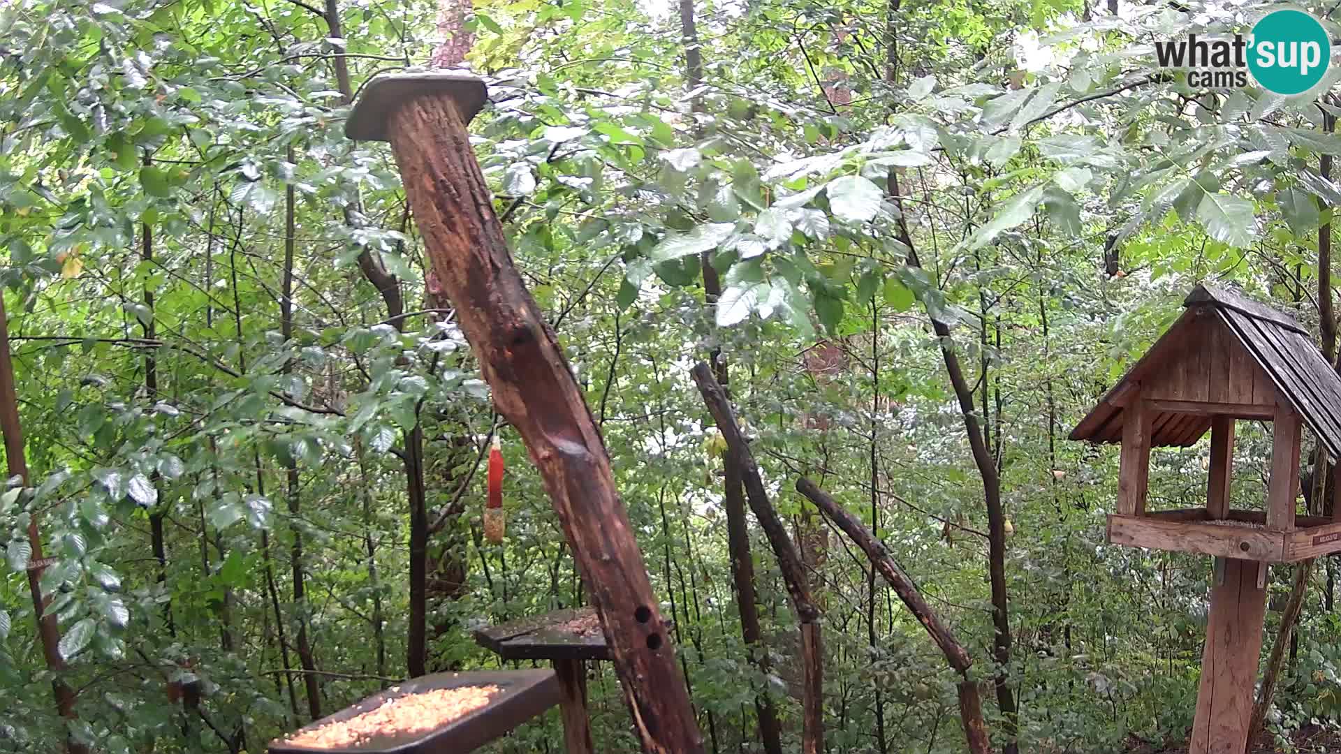 Hranilice za ptice u ZOO web kamera Ljubljana