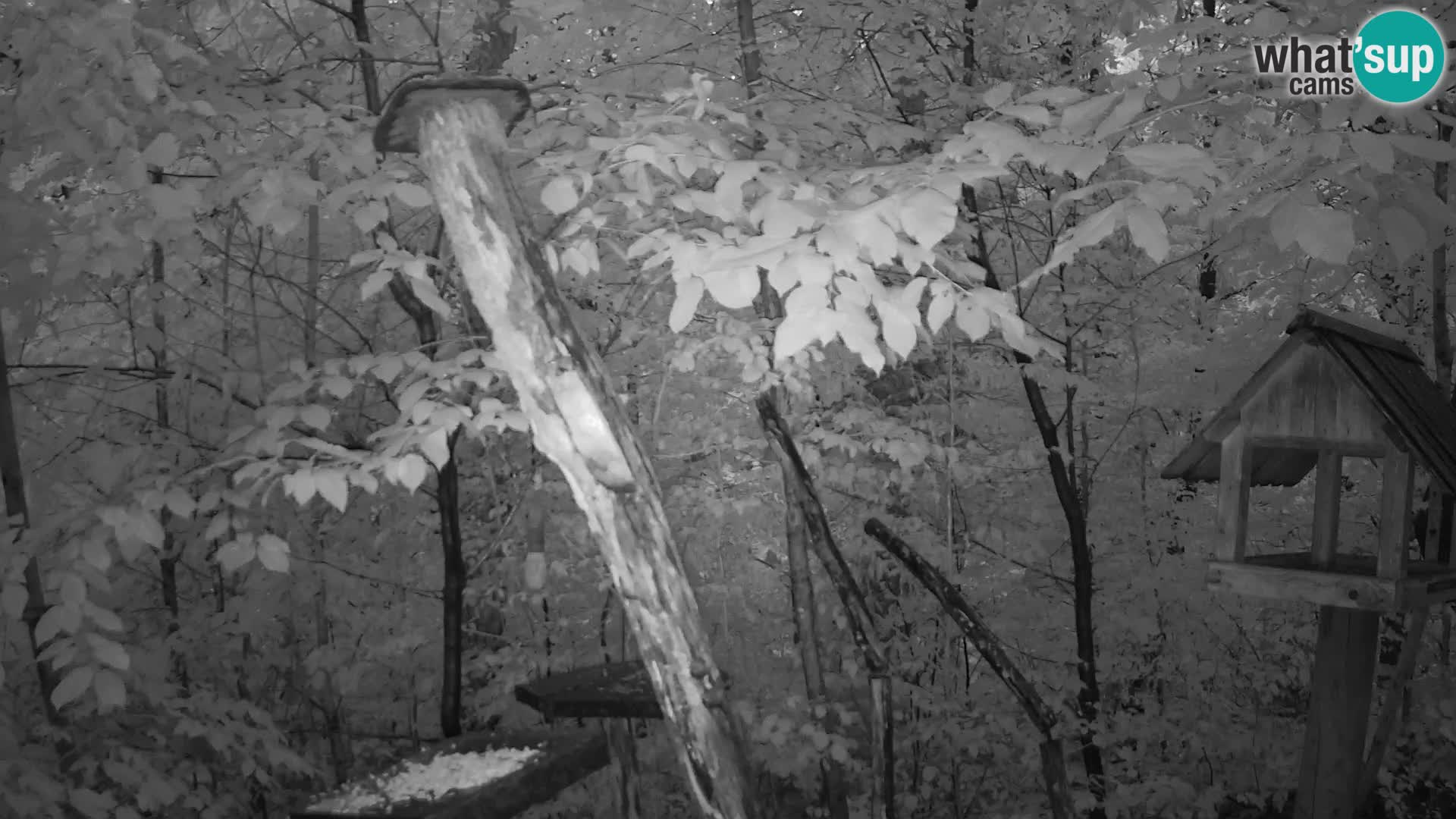 Bird feeders at ZOO Ljubljana webcam