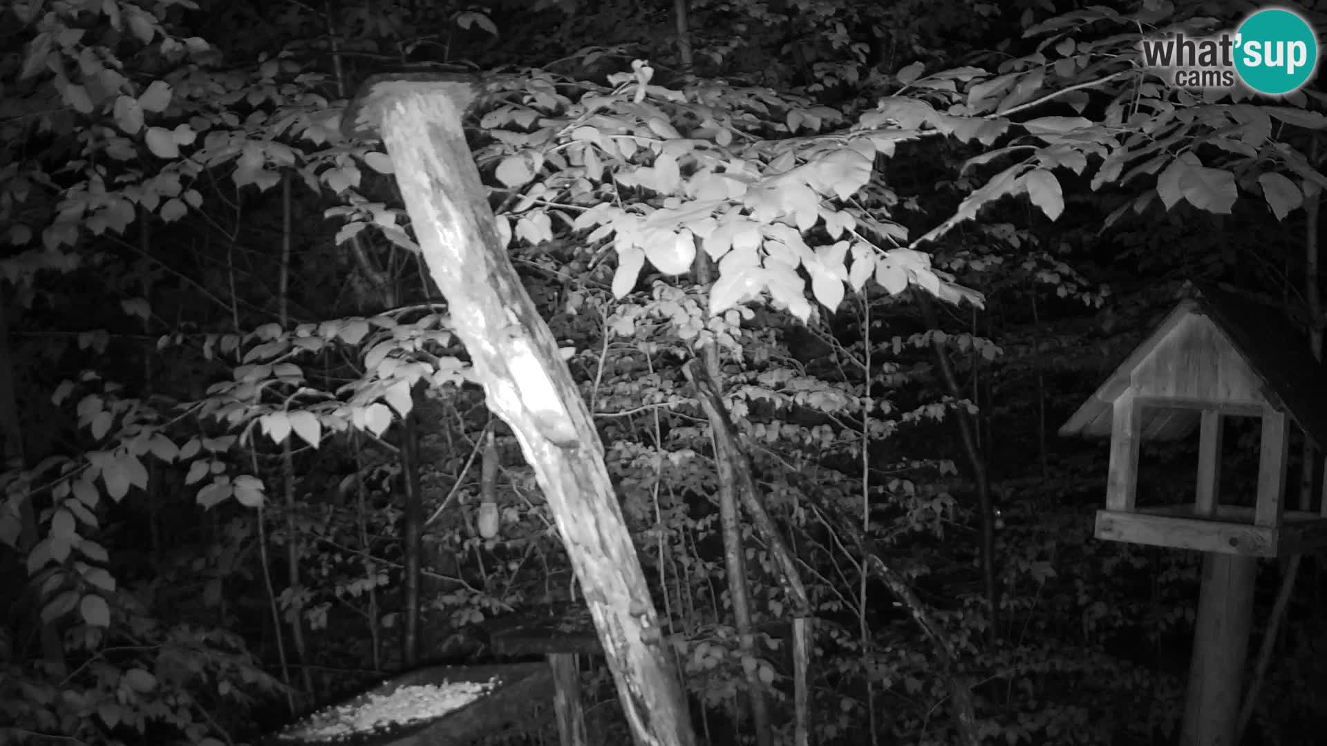 Bird feeders at ZOO Ljubljana webcam