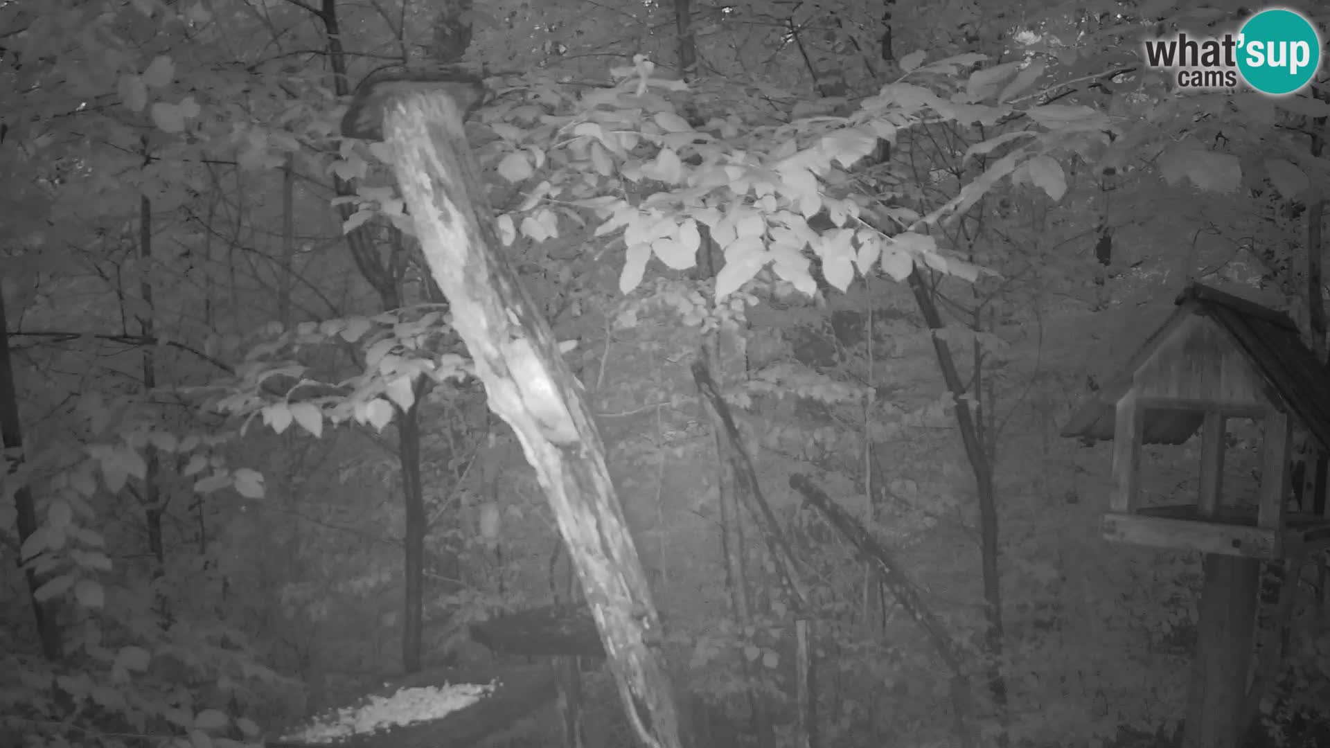 Mangiatoie per uccelli allo ZOO di Lubiana livecam
