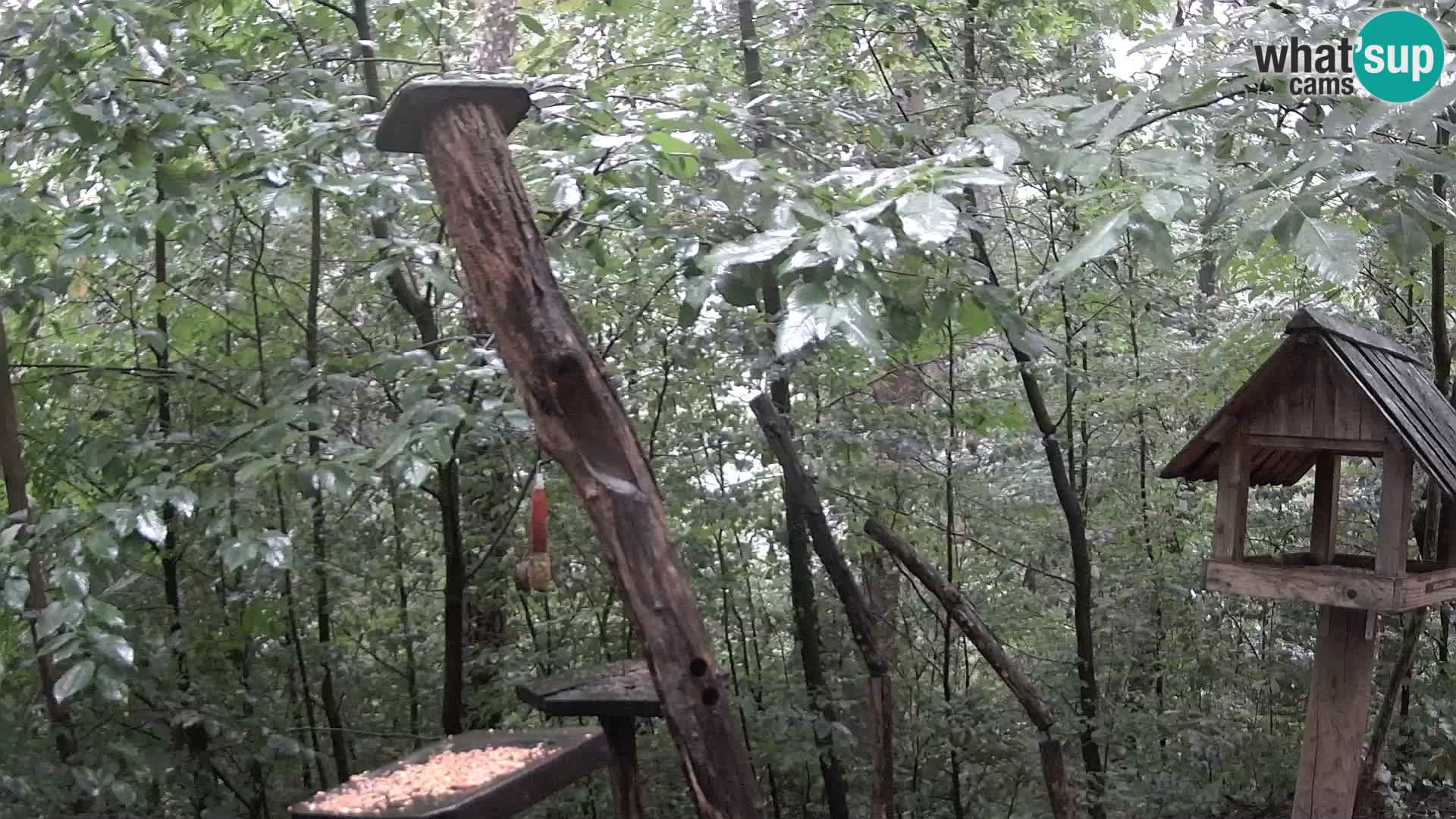 Mangiatoie per uccelli allo ZOO di Lubiana livecam