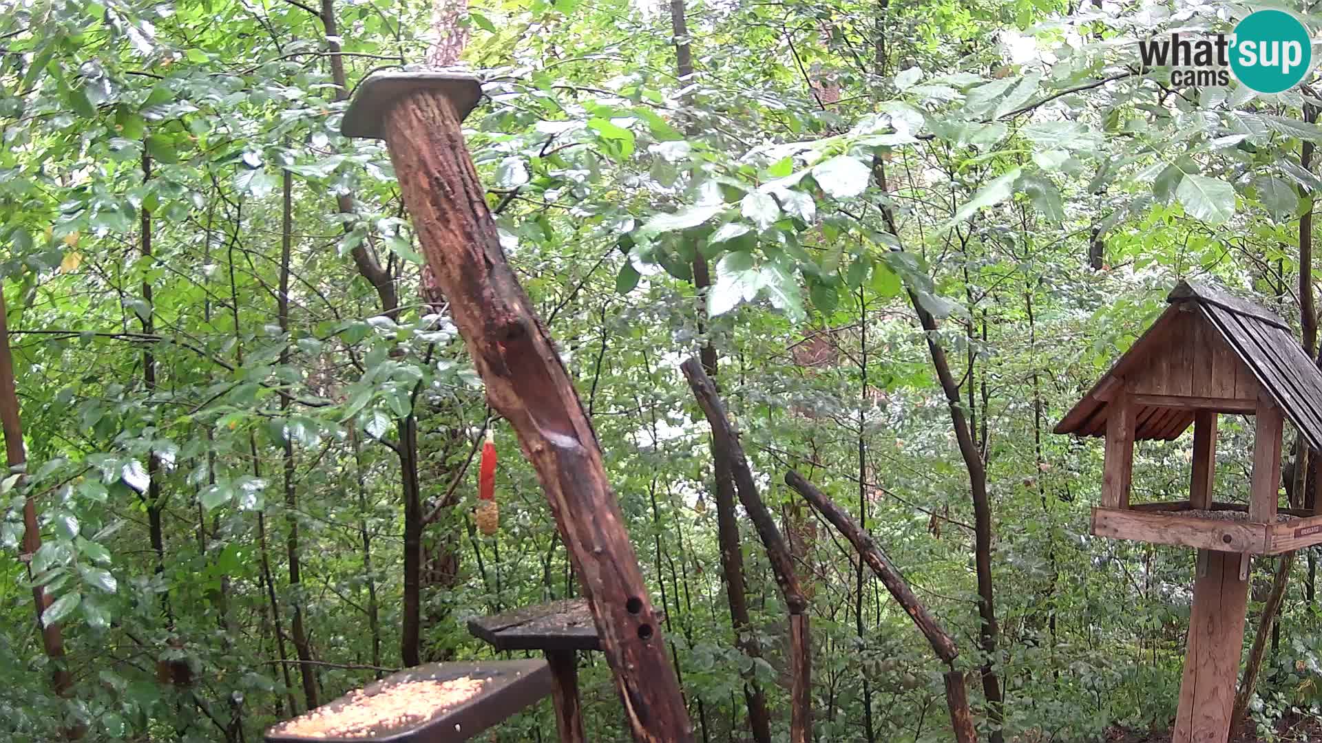 Mangiatoie per uccelli allo ZOO di Lubiana livecam