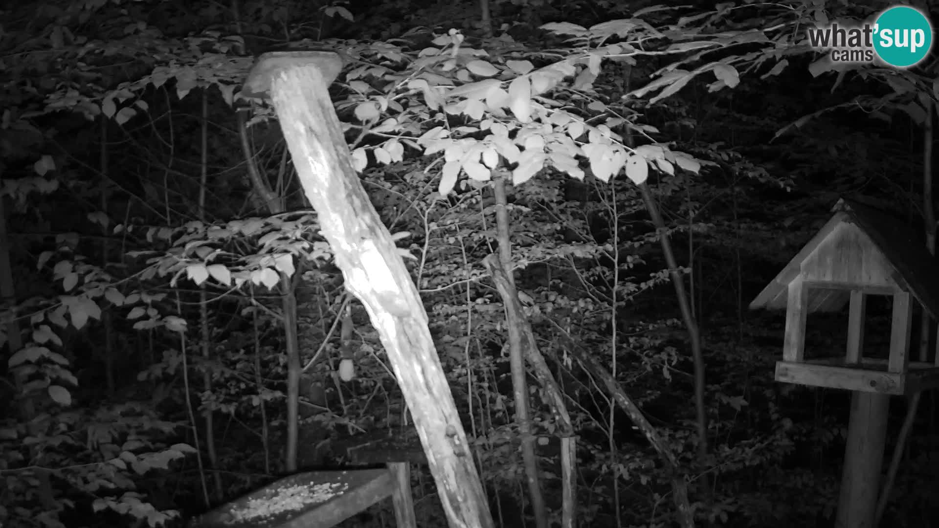 Mangeoires pour oiseaux au ZOO live webcam Ljubljana