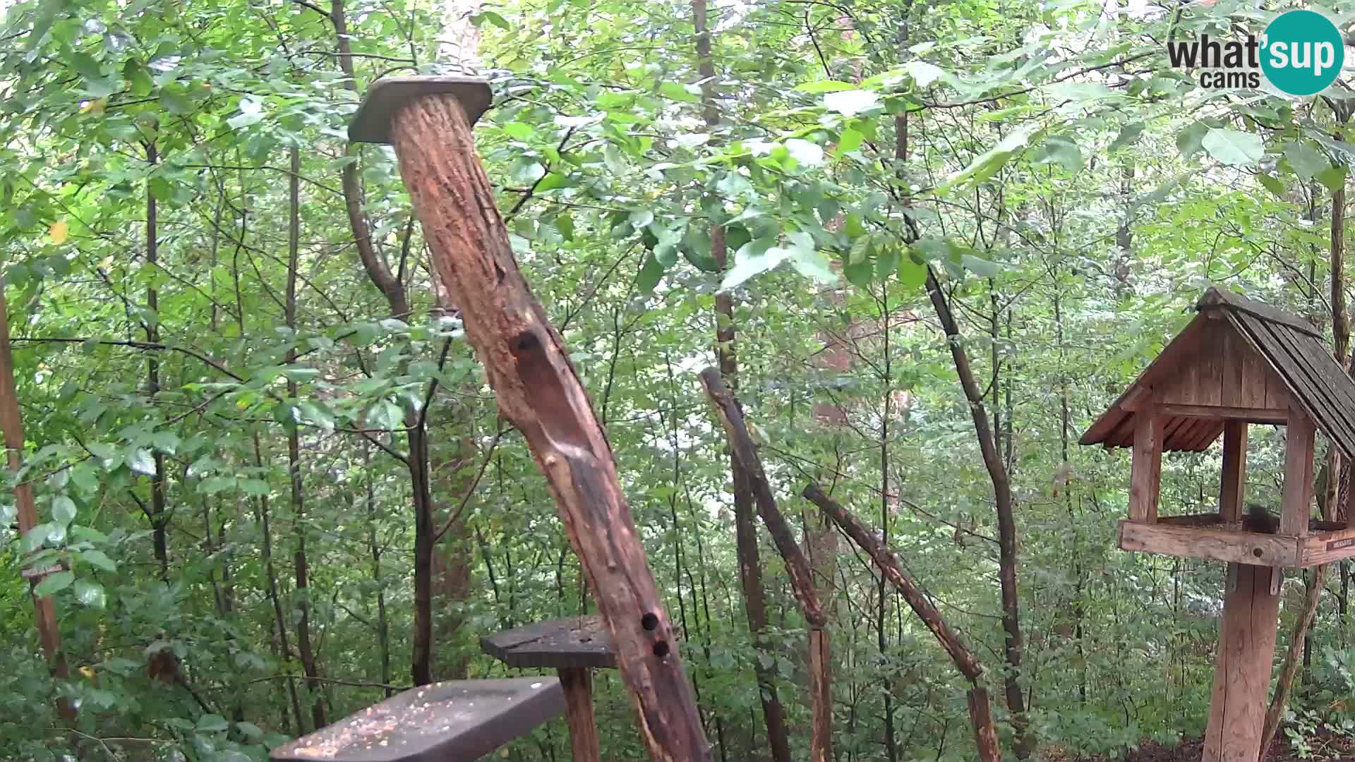 Vogelfutterhäuschen im ZOO webcam Ljubljana