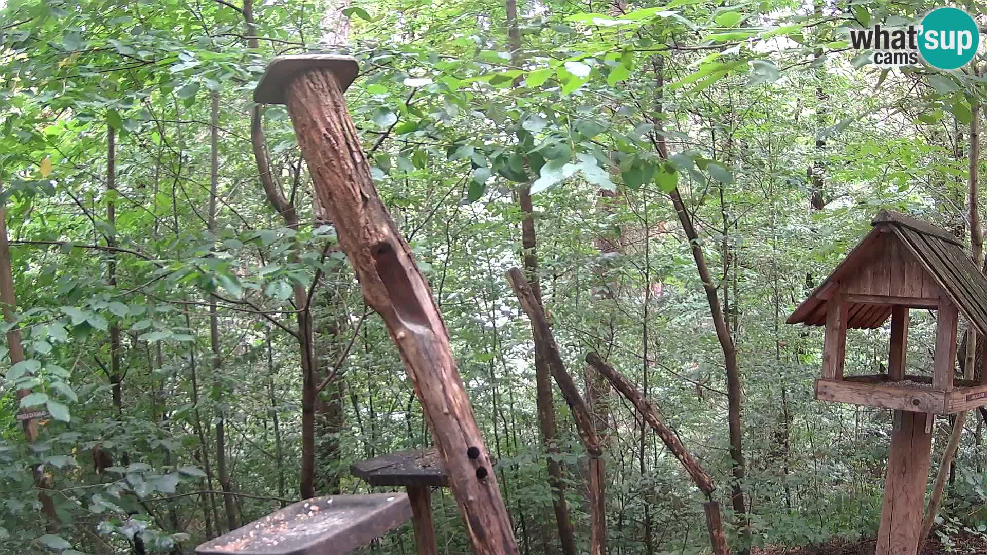 Vogelfutterhäuschen im ZOO webcam Ljubljana