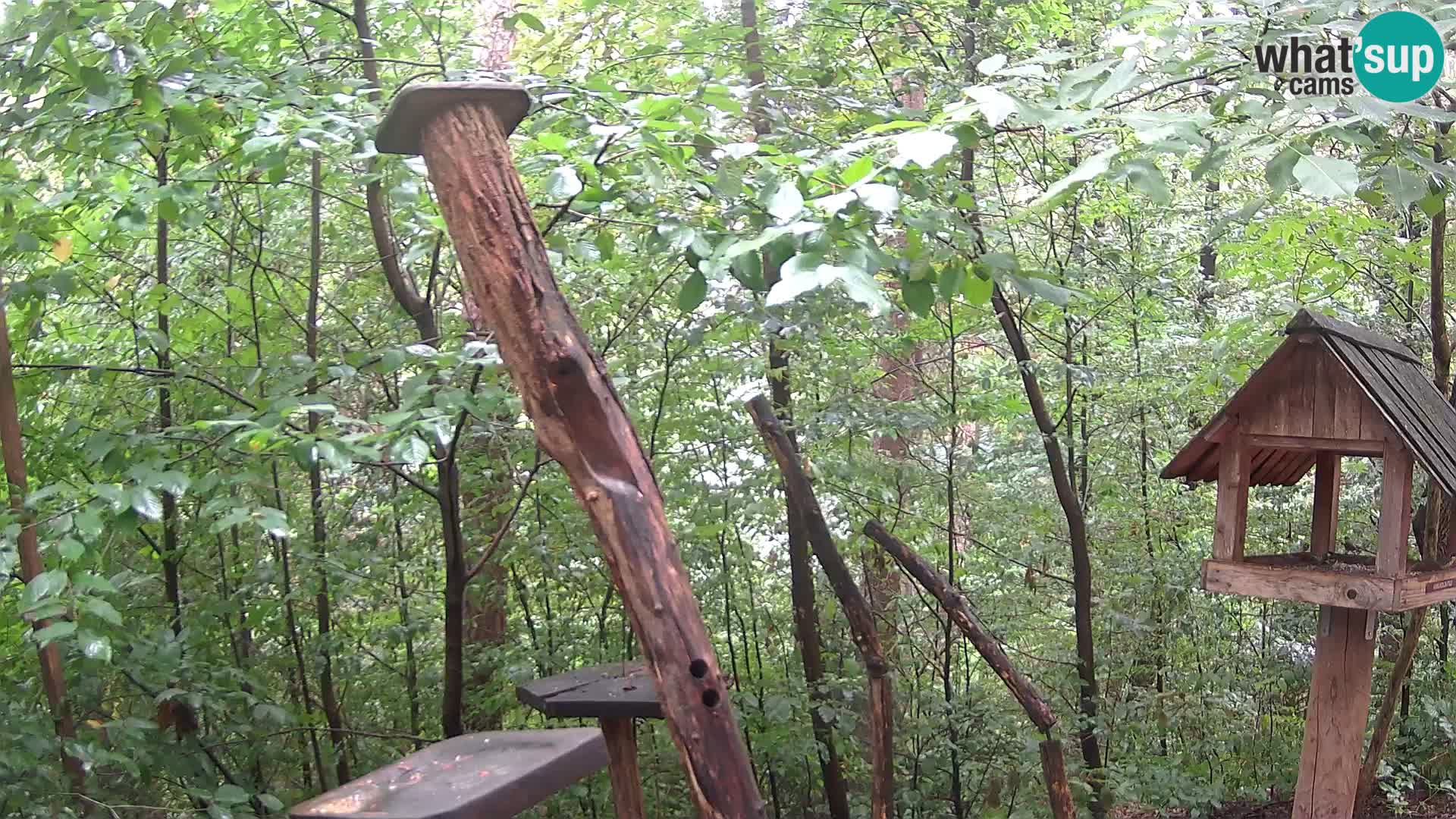 Bird feeders at ZOO Ljubljana webcam