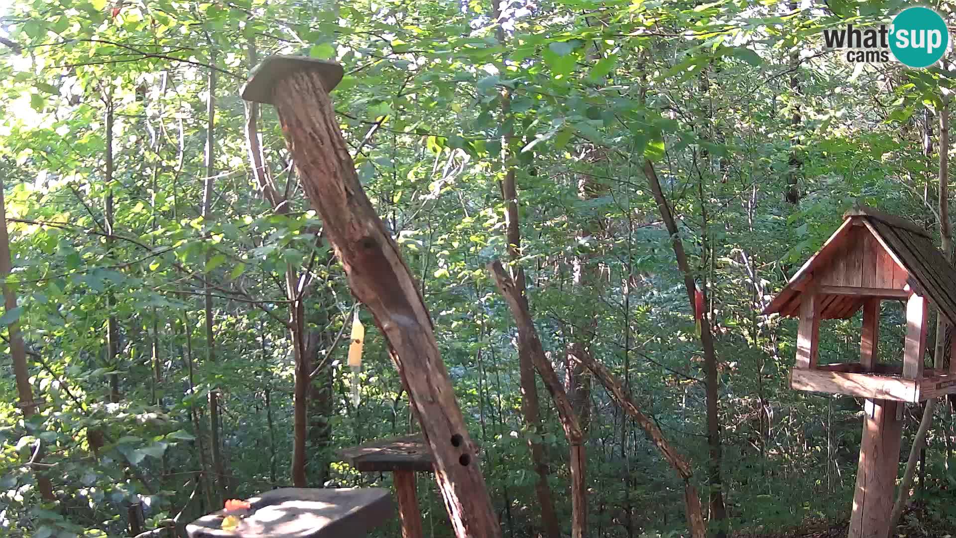 Comederos para pájaros en ZOO Ljubljana camera en vivo