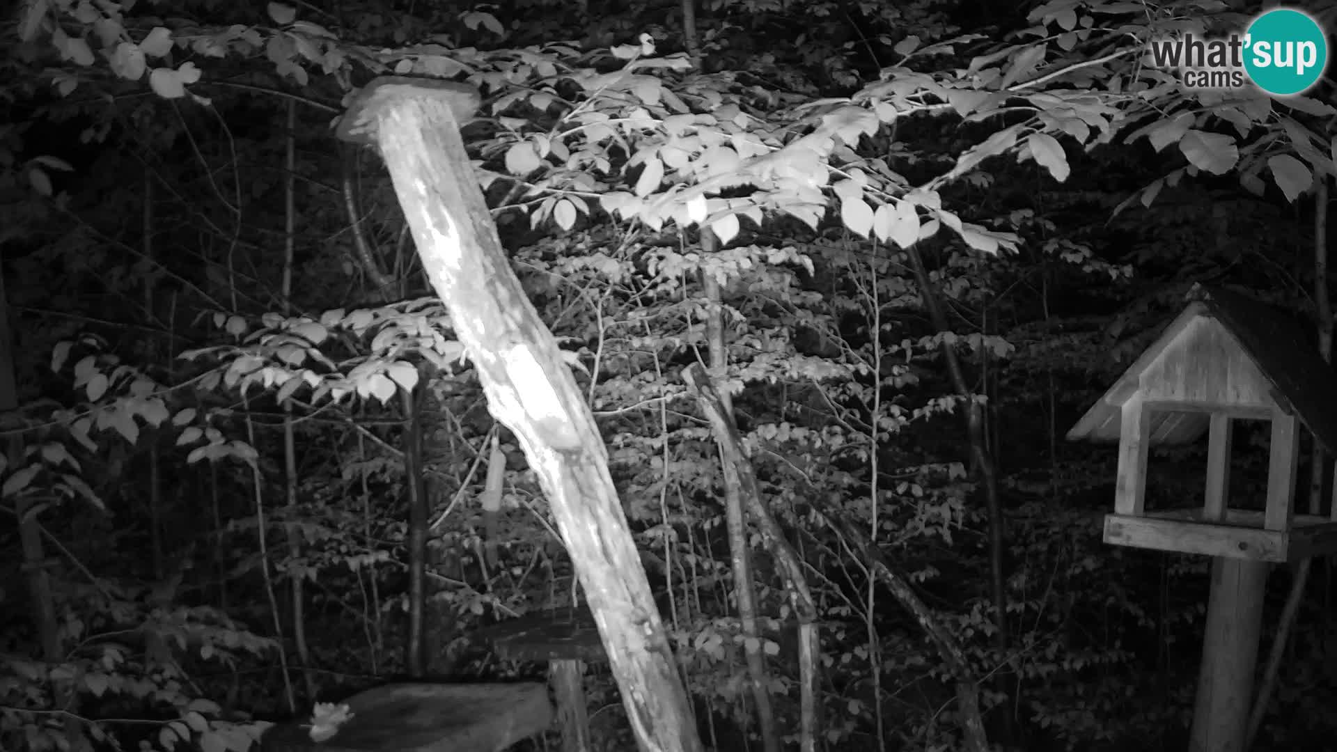 Bird feeders at ZOO Ljubljana webcam