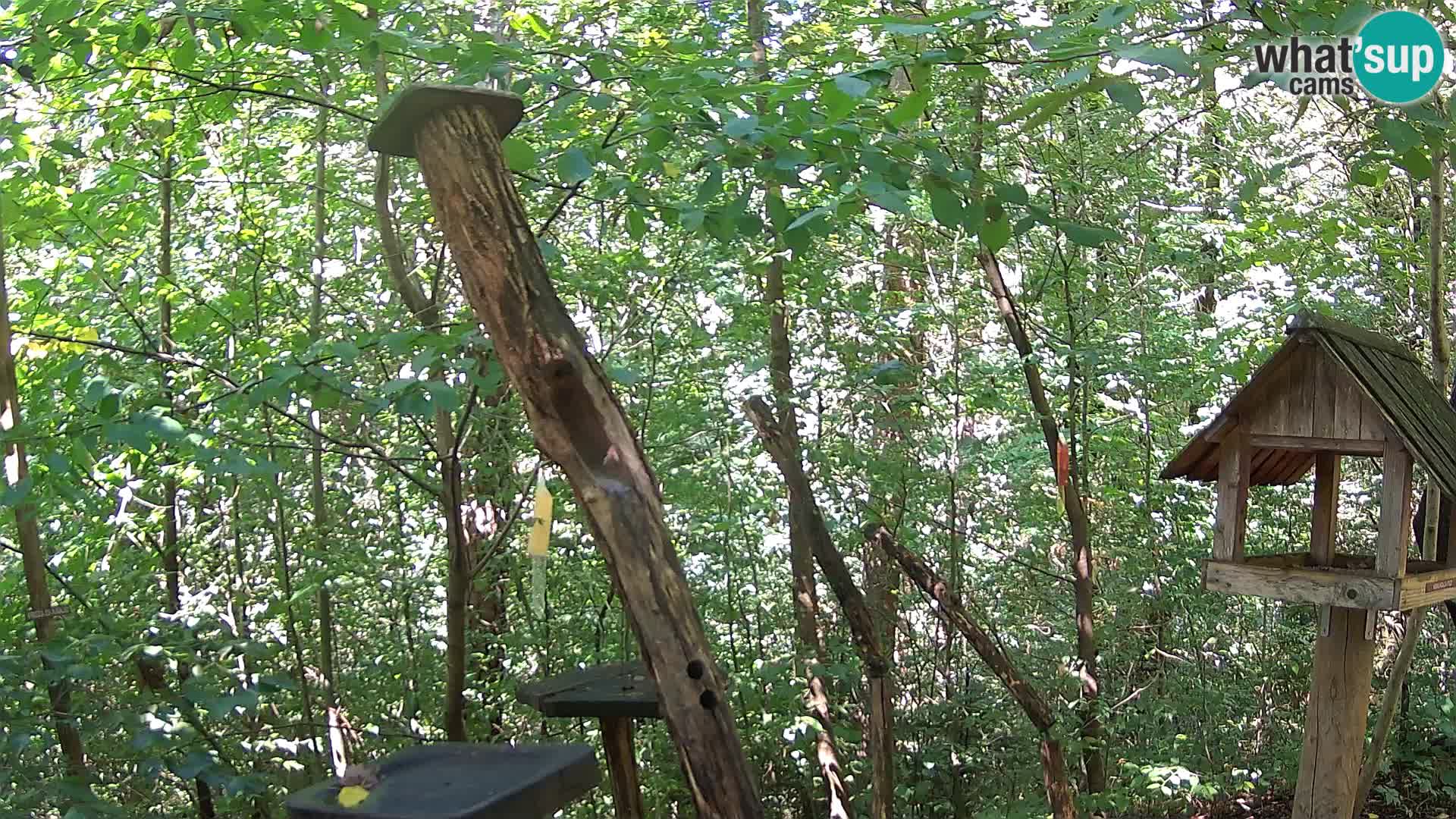 Bird feeders at ZOO Ljubljana webcam