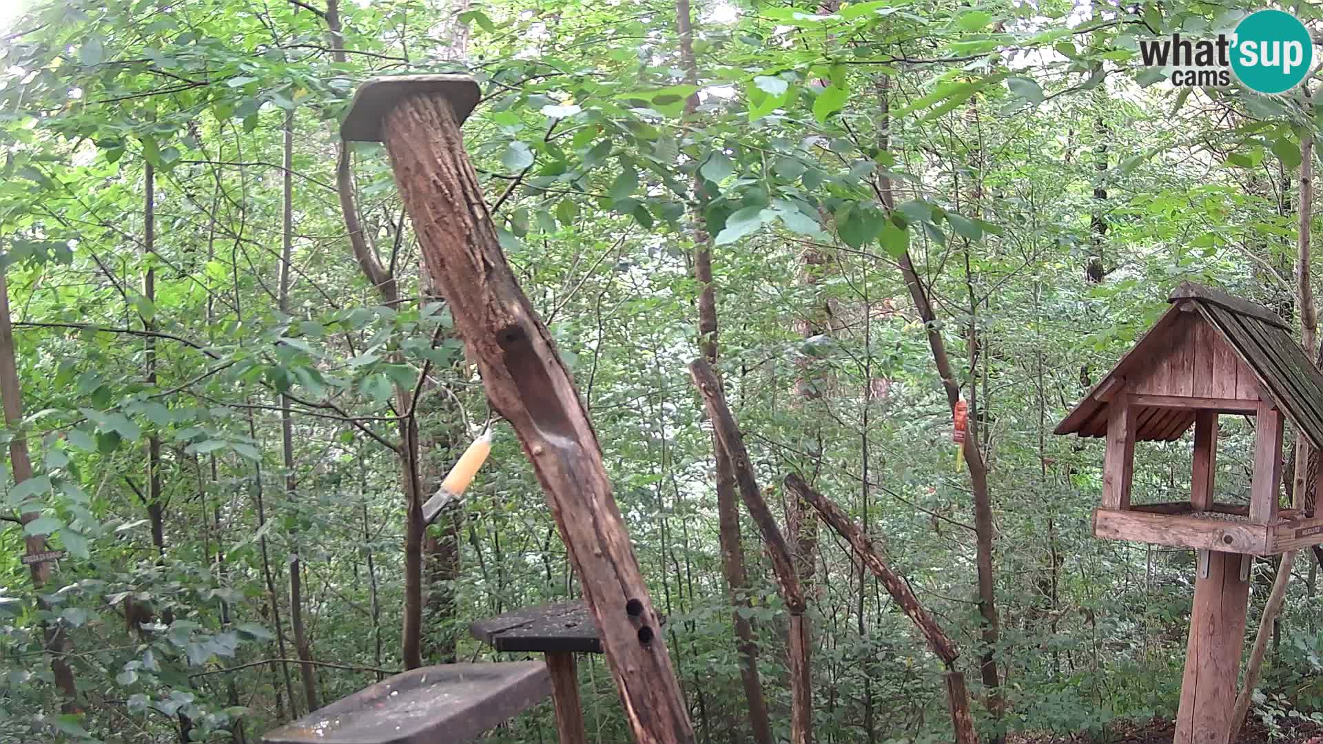 Bird feeders at ZOO Ljubljana webcam