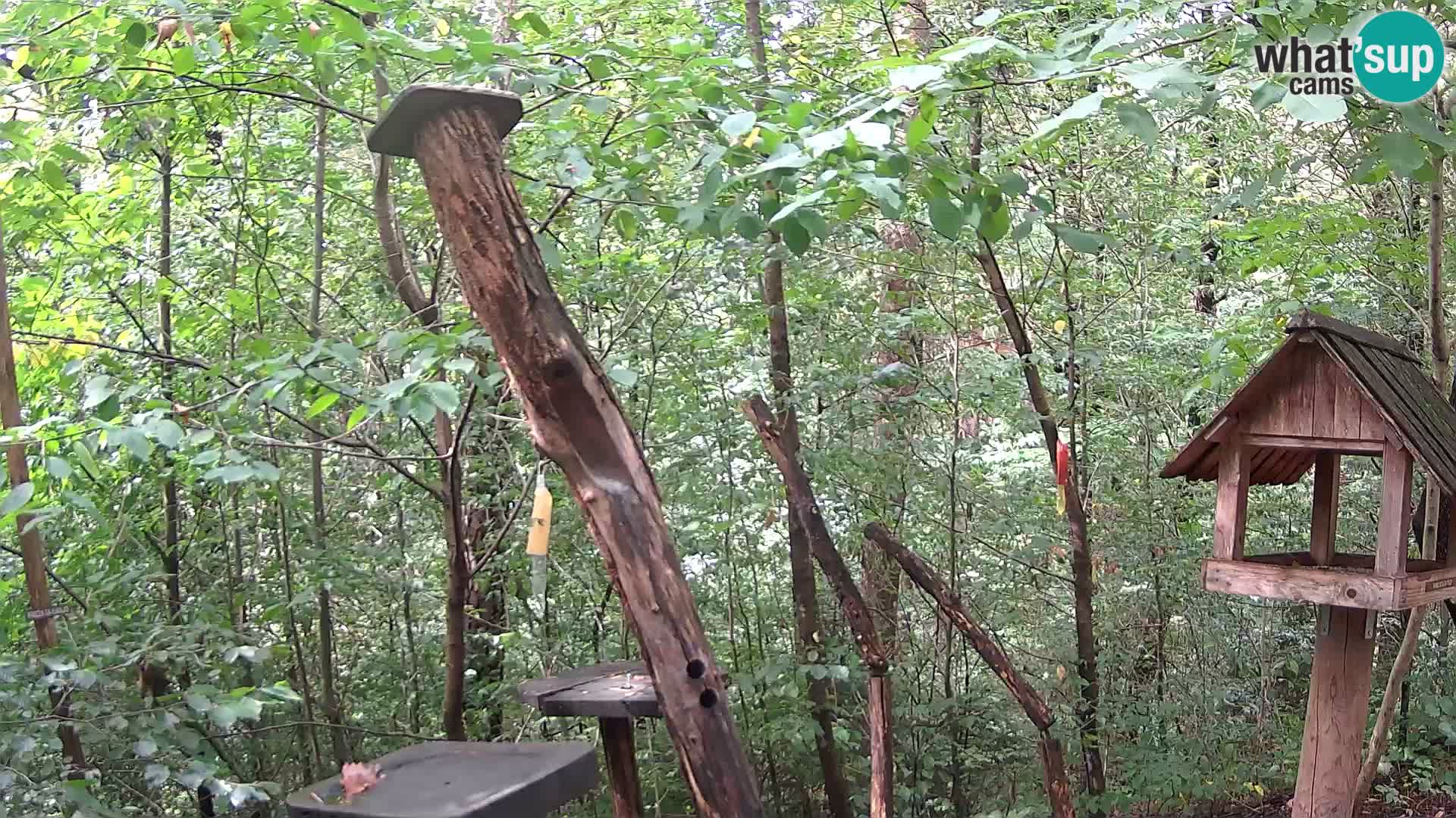 Krmilnice za ptiče v ZOO Ljubljana spletna kamera