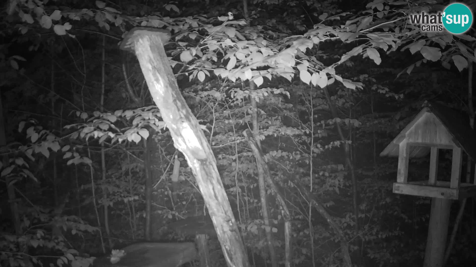 Mangeoires pour oiseaux au ZOO live webcam Ljubljana