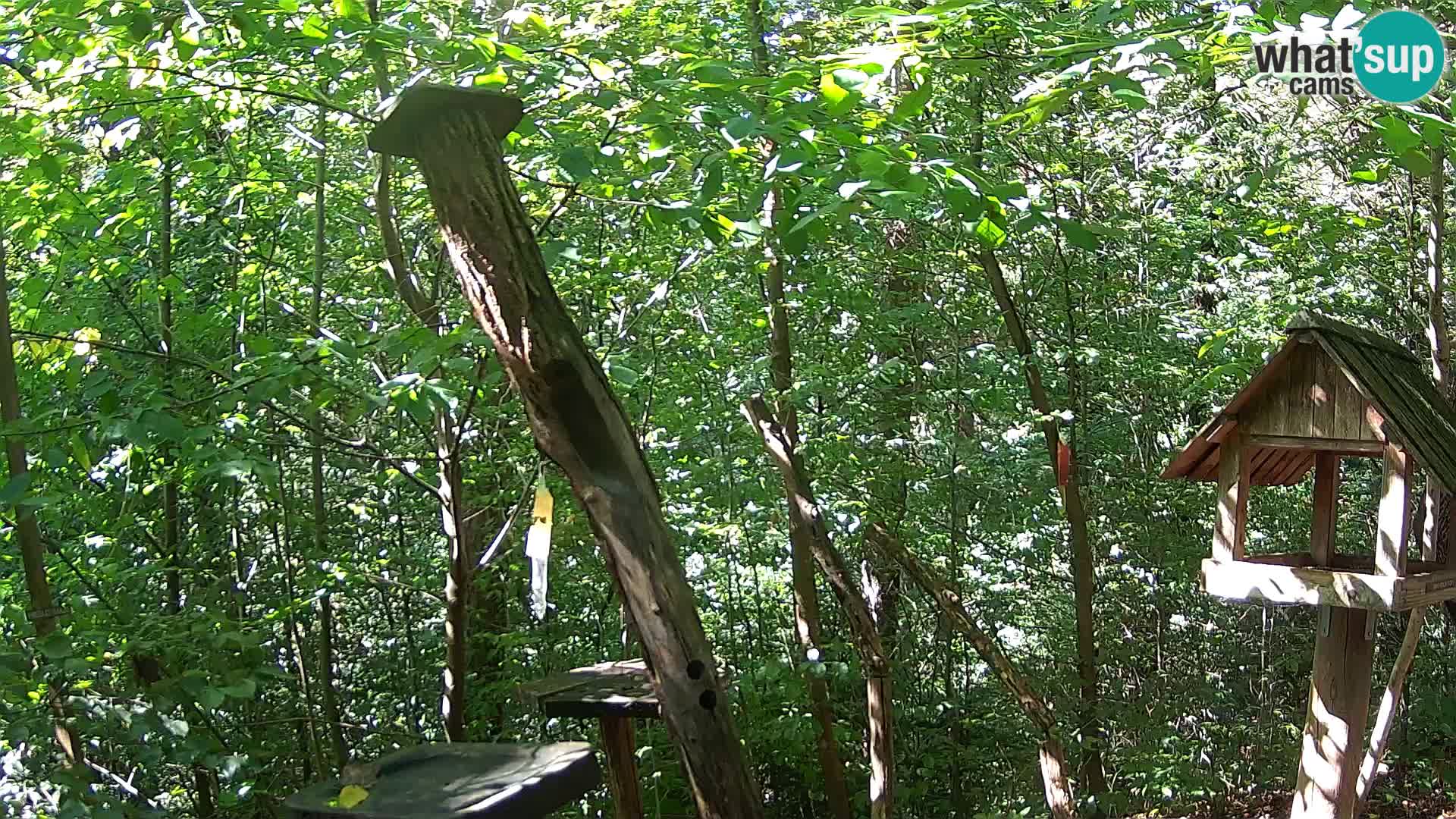 Krmilnice za ptiče v ZOO Ljubljana spletna kamera