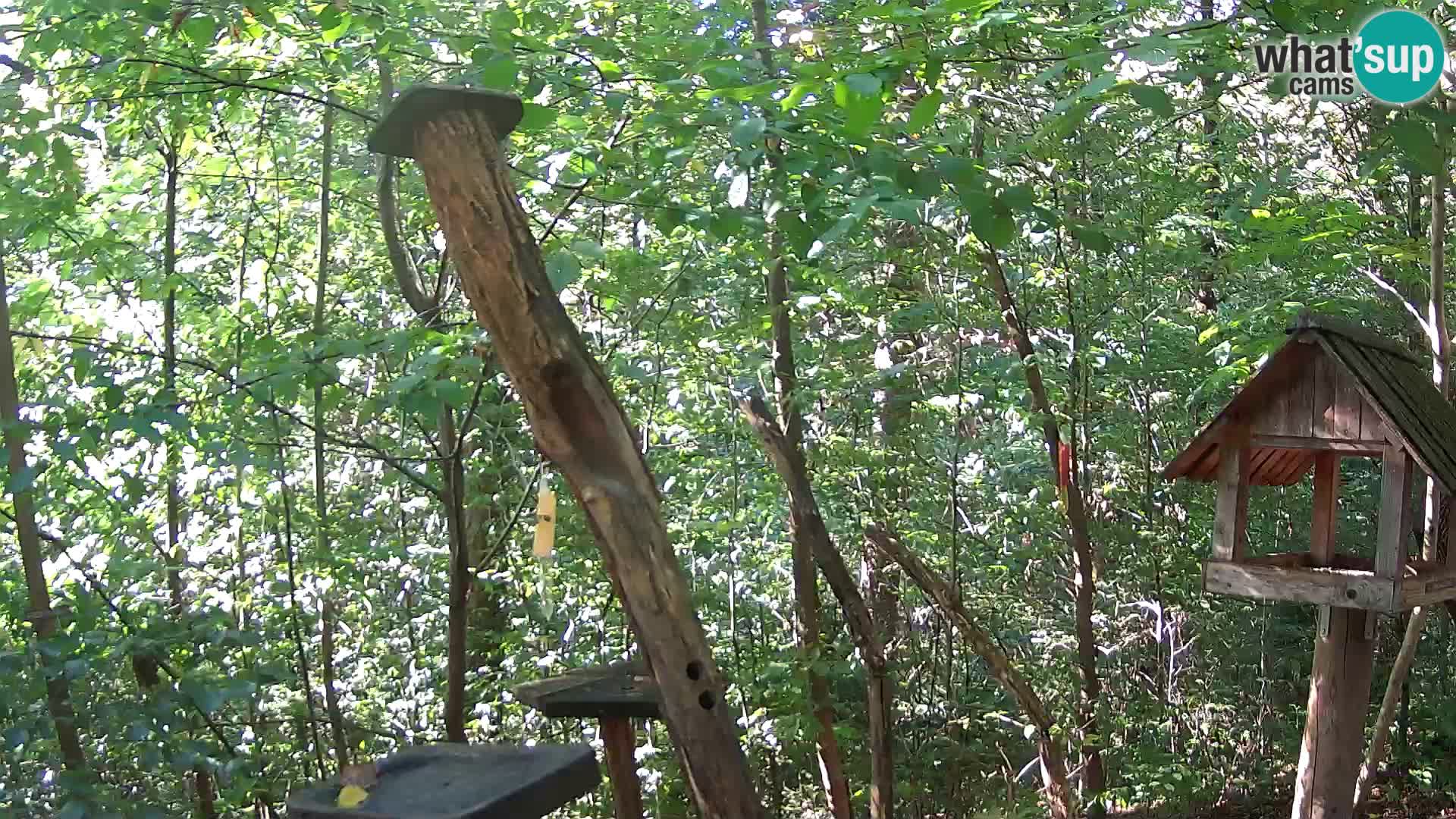 Vogelfutterhäuschen im ZOO webcam Ljubljana