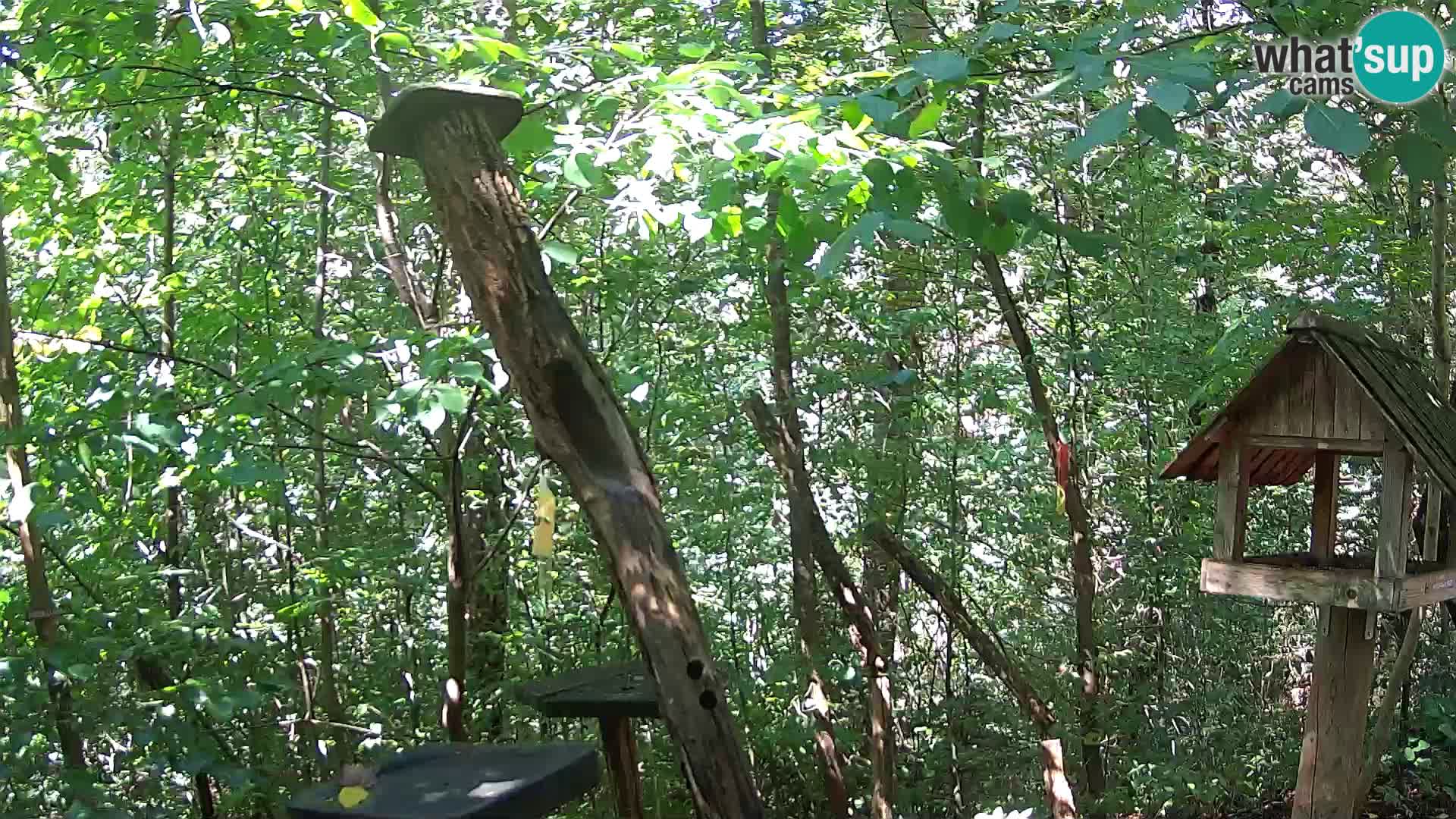 Hranilice za ptice u ZOO web kamera Ljubljana