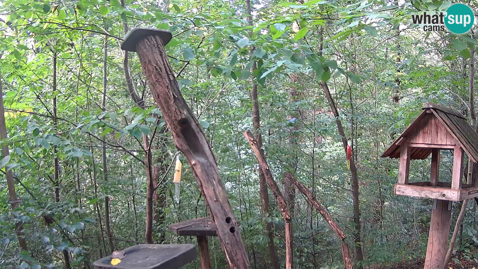 Mangeoires pour oiseaux au ZOO live webcam Ljubljana