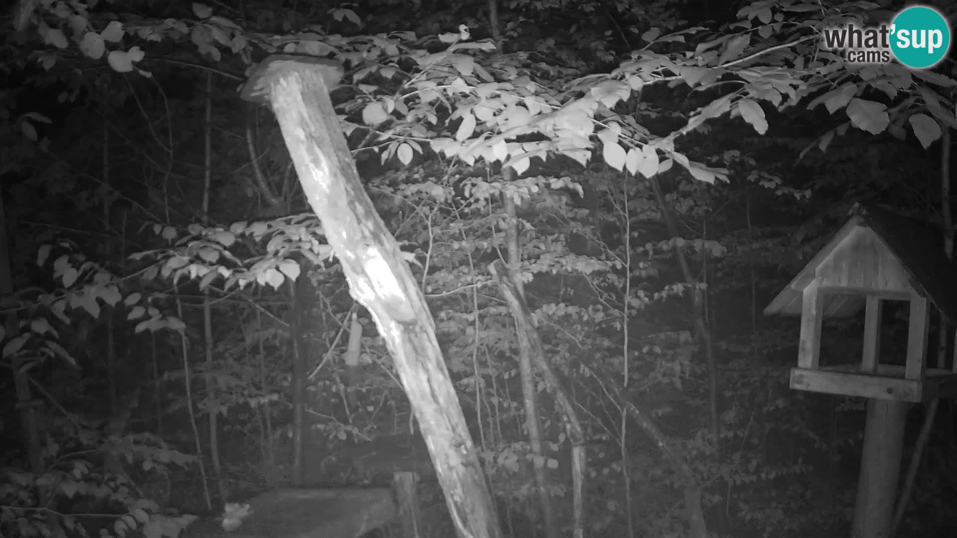 Mangeoires pour oiseaux au ZOO live webcam Ljubljana