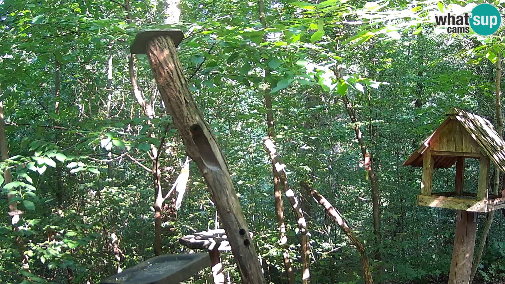 Hranilice za ptice u ZOO web kamera Ljubljana