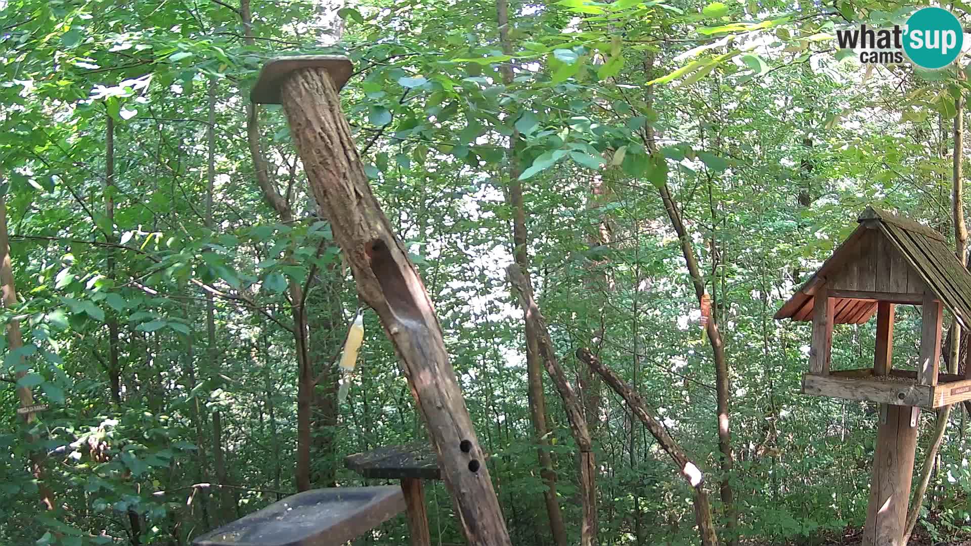 Bird feeders at ZOO Ljubljana webcam