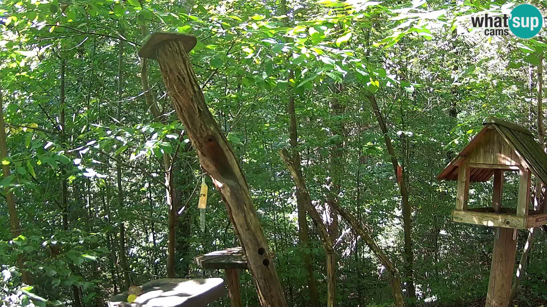 Comederos para pájaros en ZOO Ljubljana camera en vivo