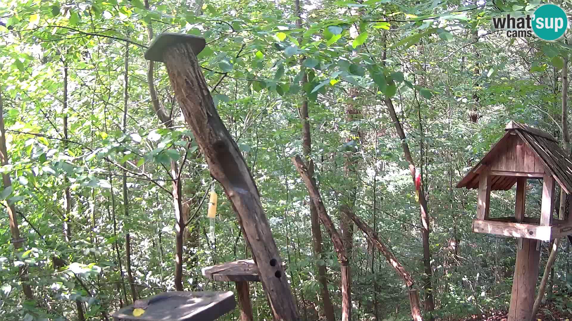 Mangeoires pour oiseaux au ZOO live webcam Ljubljana