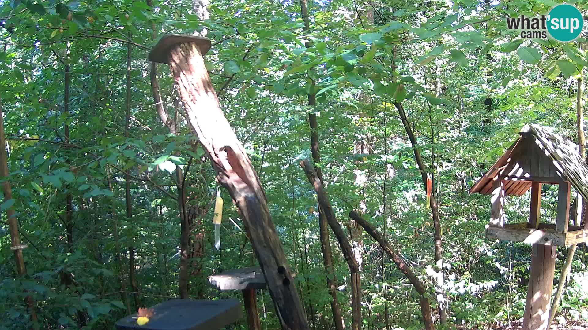 Krmilnice za ptiče v ZOO Ljubljana spletna kamera