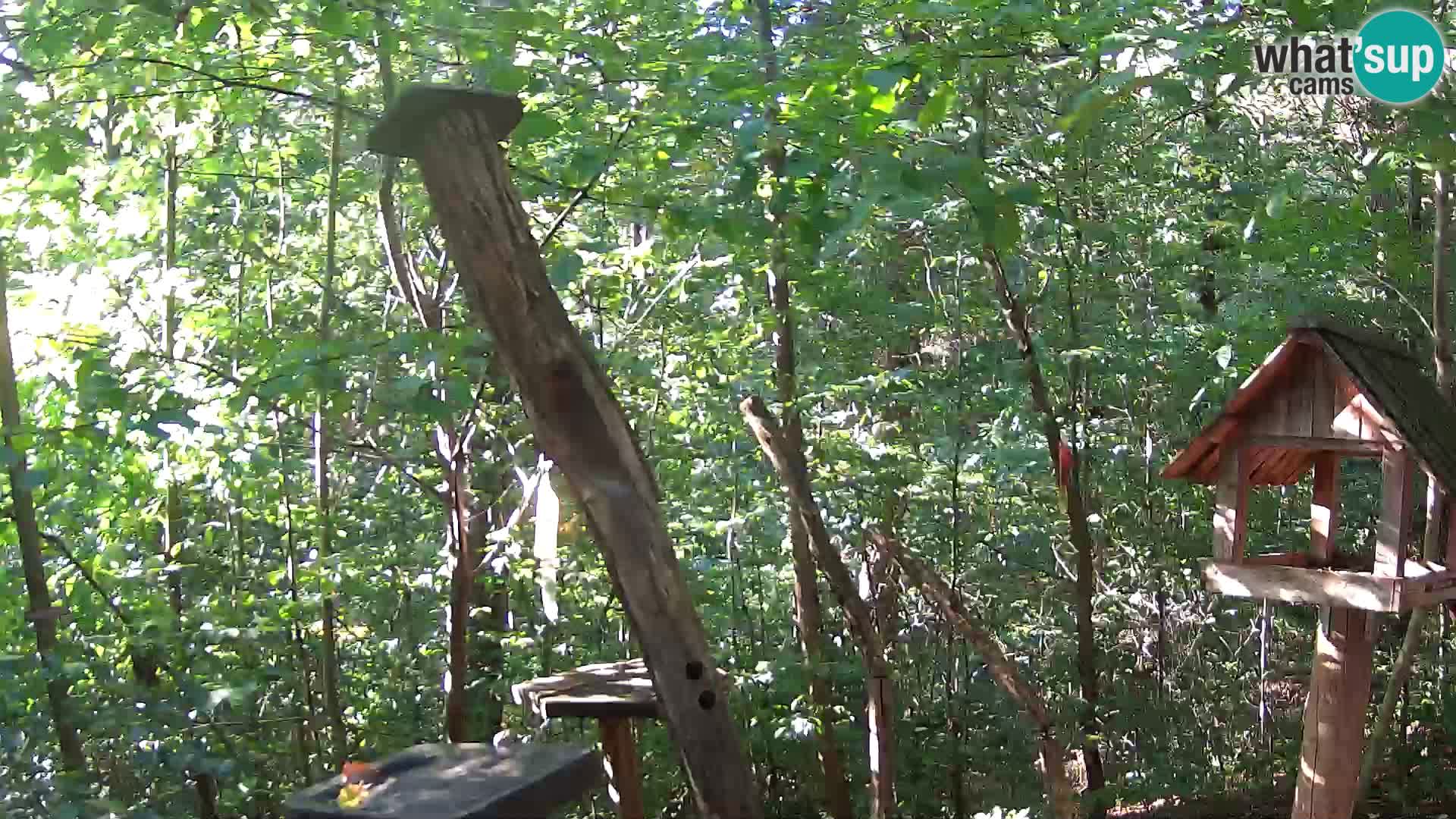 Mangiatoie per uccelli allo ZOO di Lubiana livecam