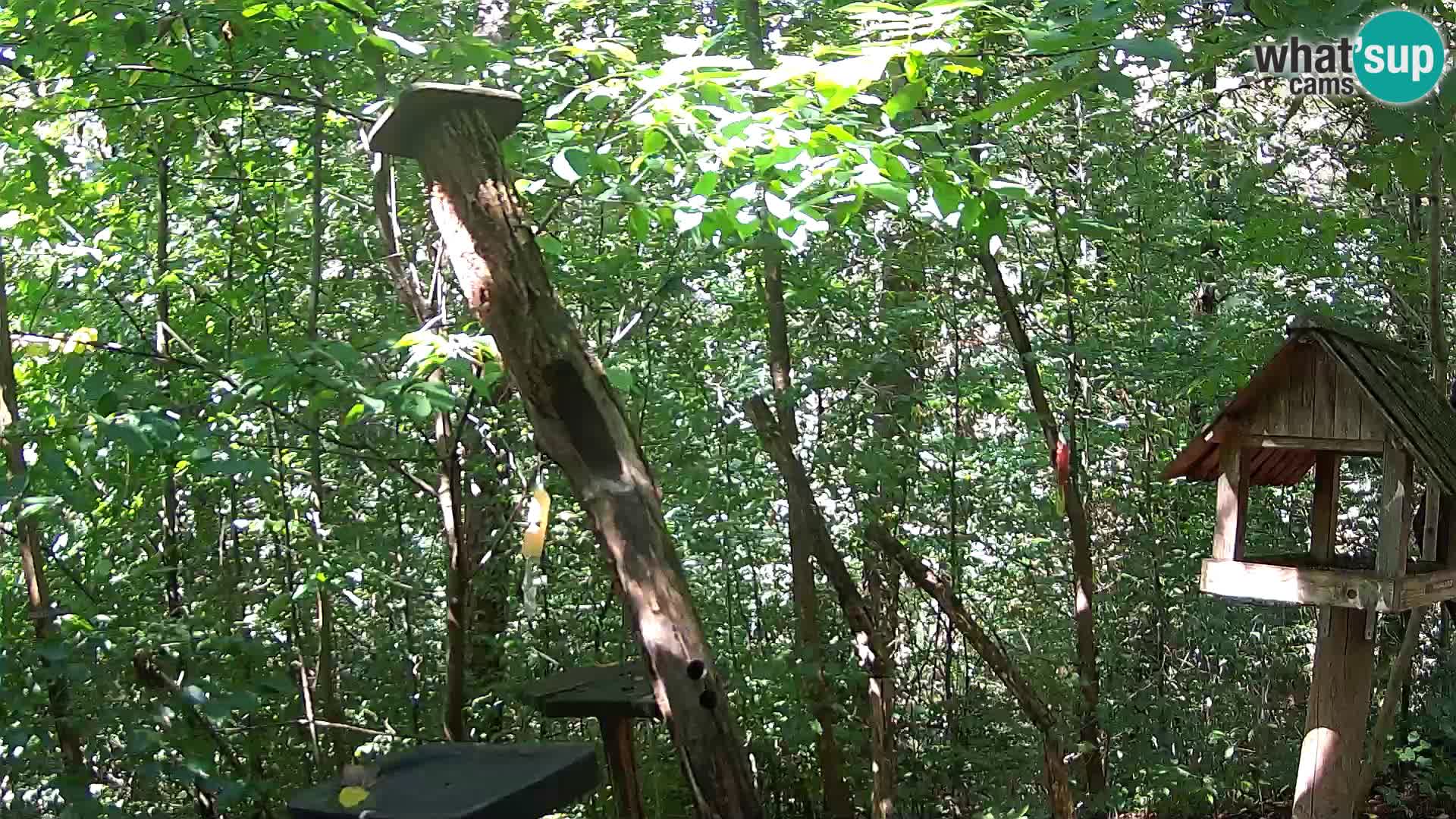 Comederos para pájaros en ZOO Ljubljana camera en vivo