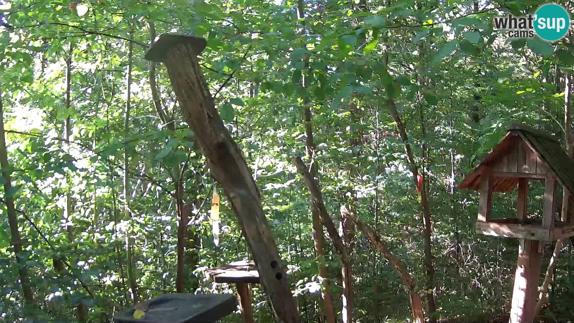 Bird feeders at ZOO Ljubljana webcam