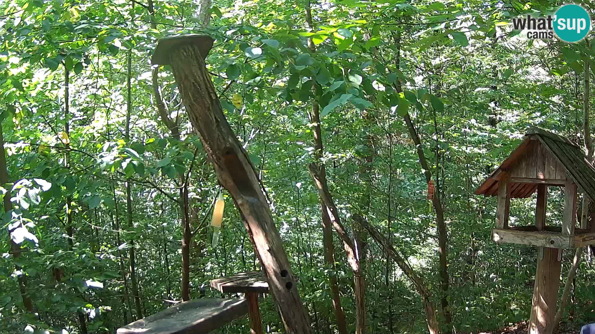 Hranilice za ptice u ZOO web kamera Ljubljana