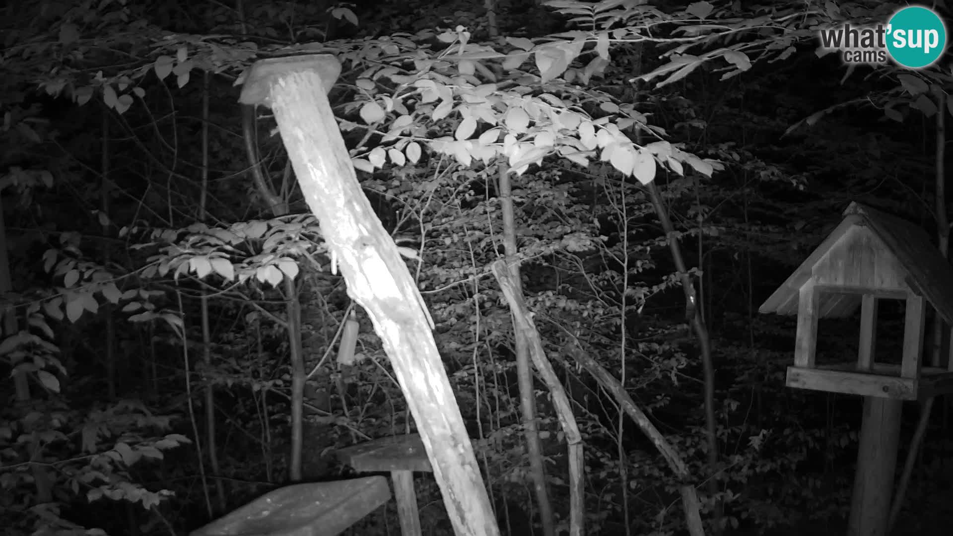 Vogelfutterhäuschen im ZOO webcam Ljubljana