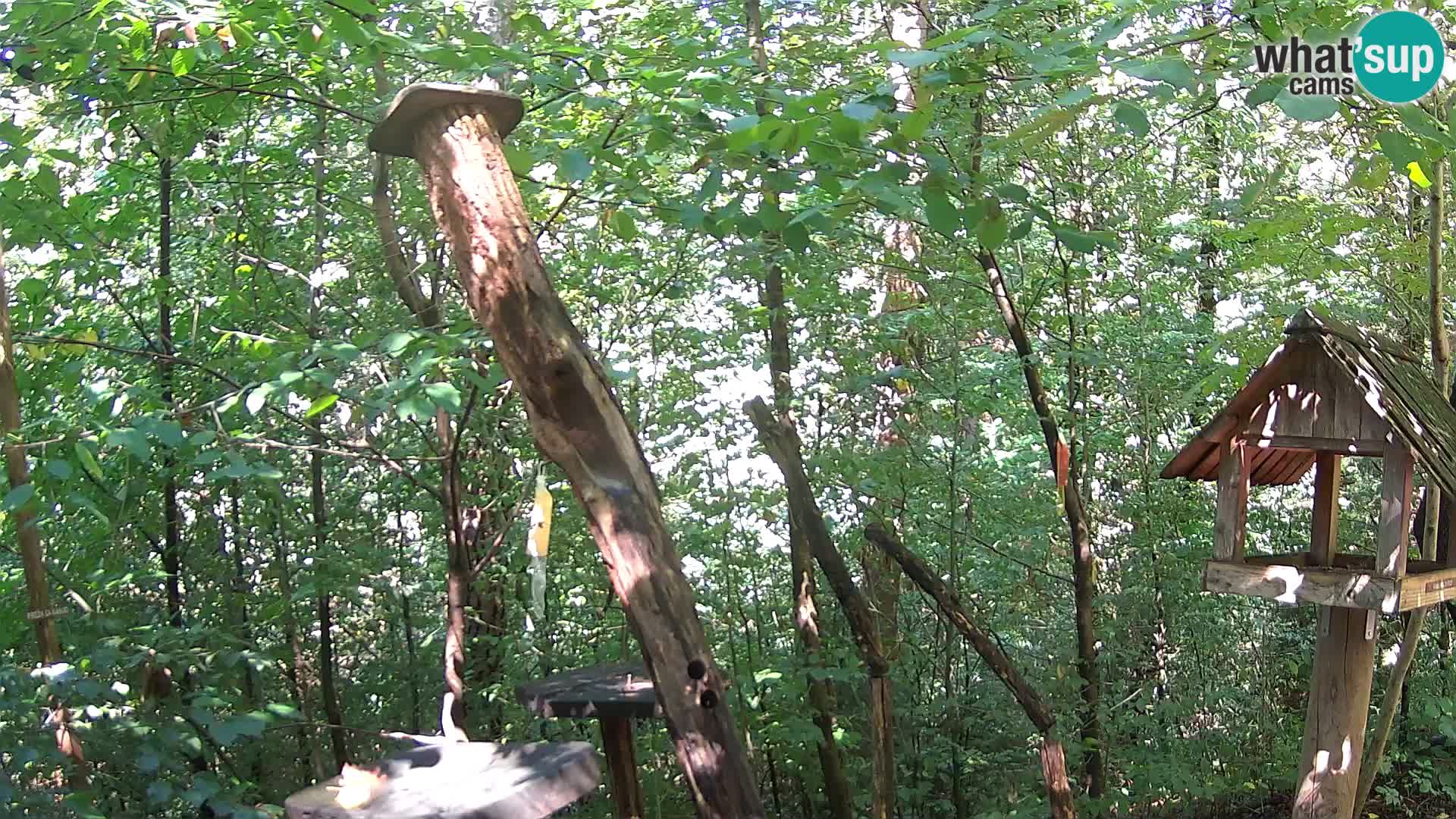 Comederos para pájaros en ZOO Ljubljana camera en vivo